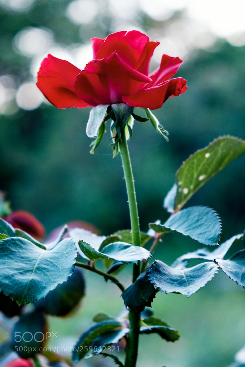 Fujifilm X-T10 sample photo. Rose. photography