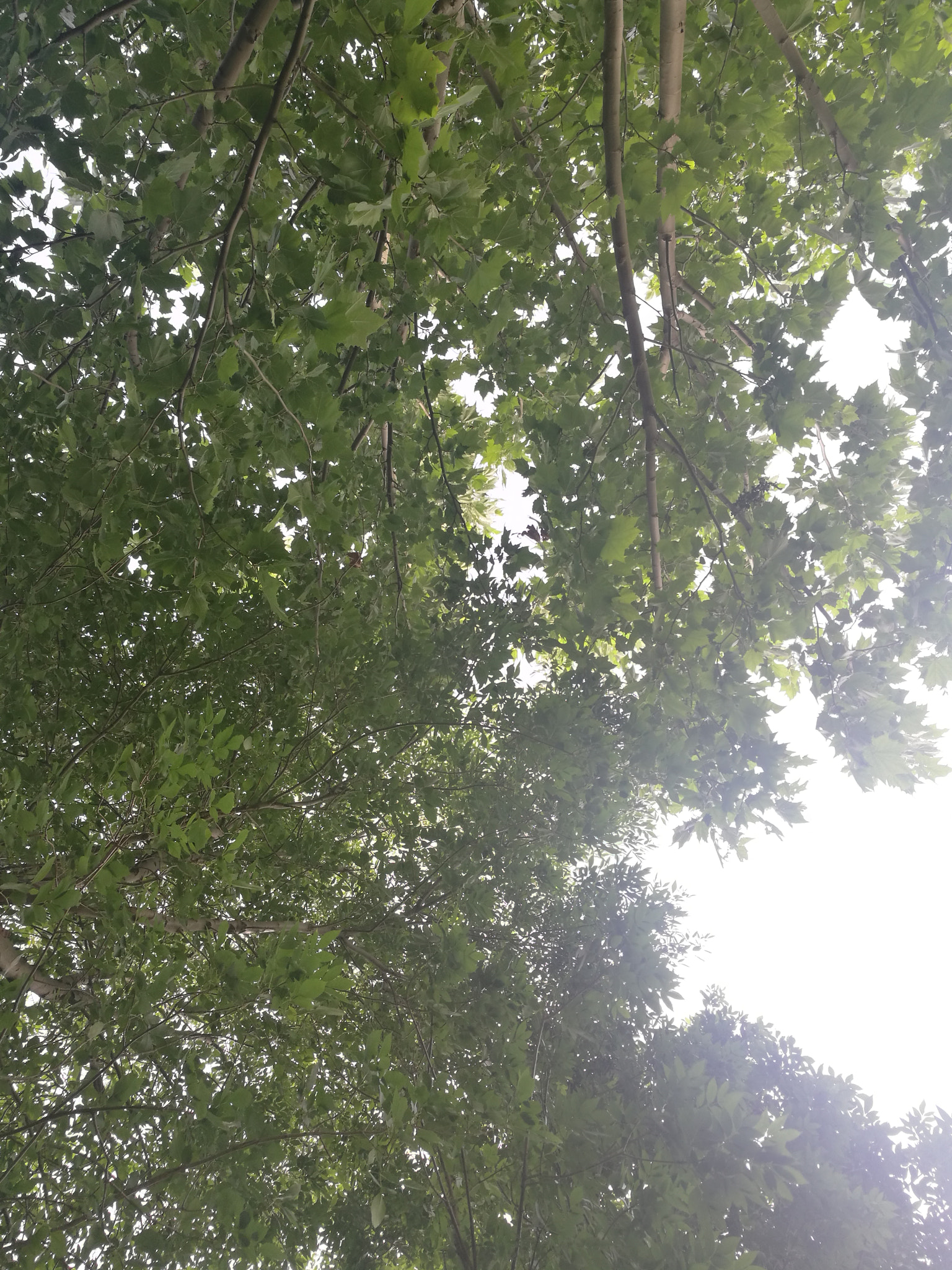 HUAWEI P9 Plus sample photo