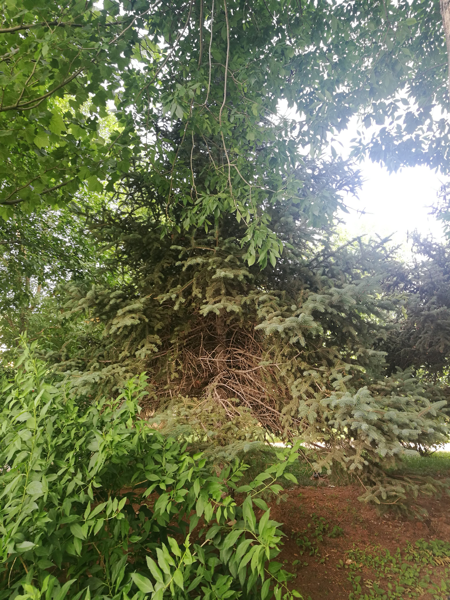 HUAWEI P9 Plus sample photo