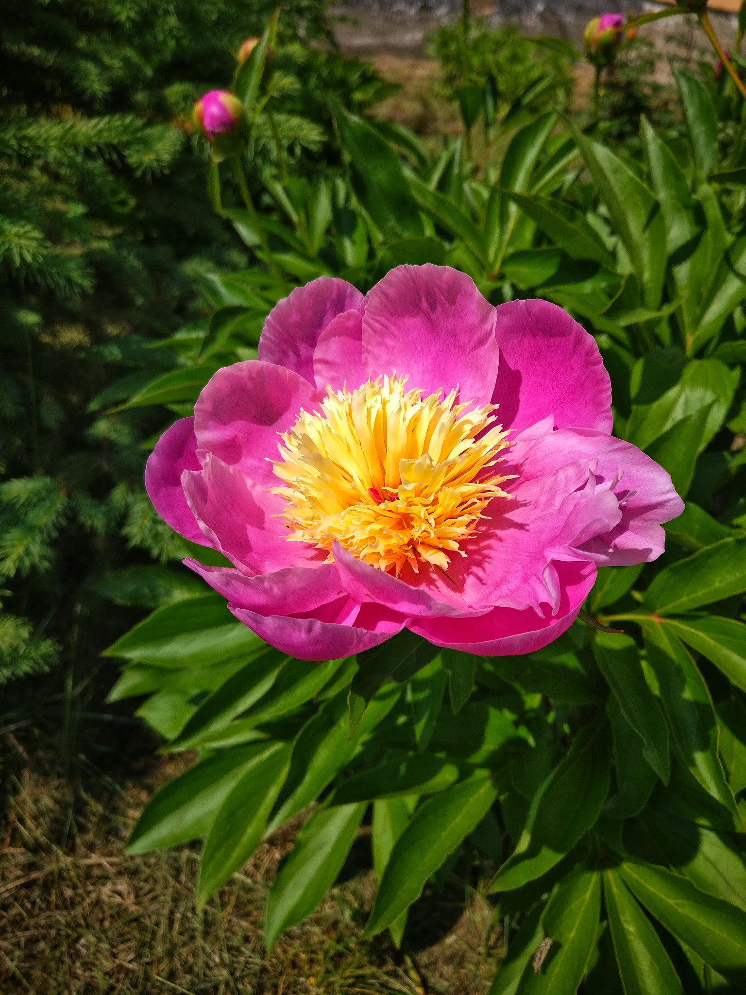 OnePlus A3000 sample photo. Peony photography