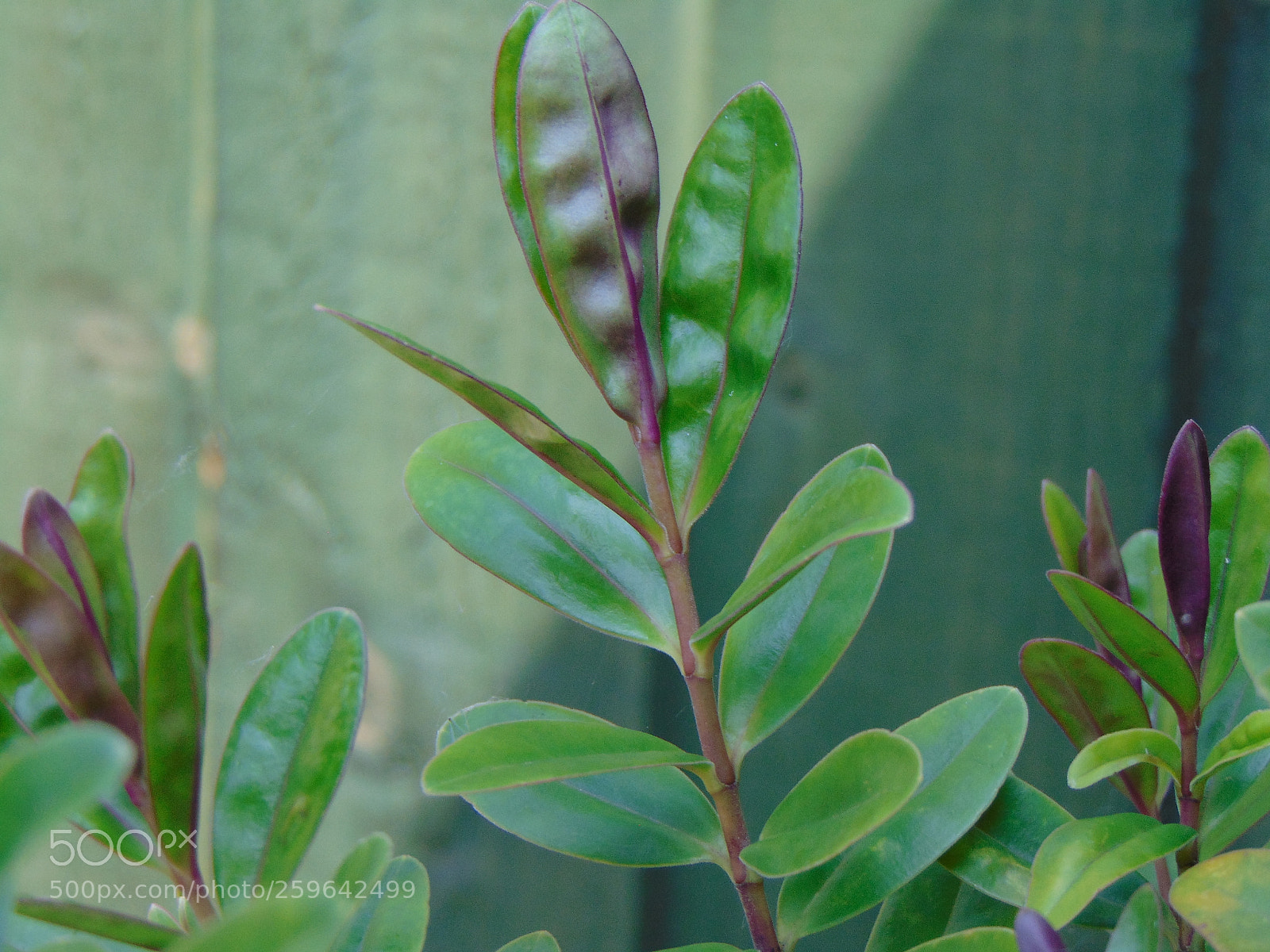 Sony Cyber-shot DSC-H300 sample photo. Dsc photography