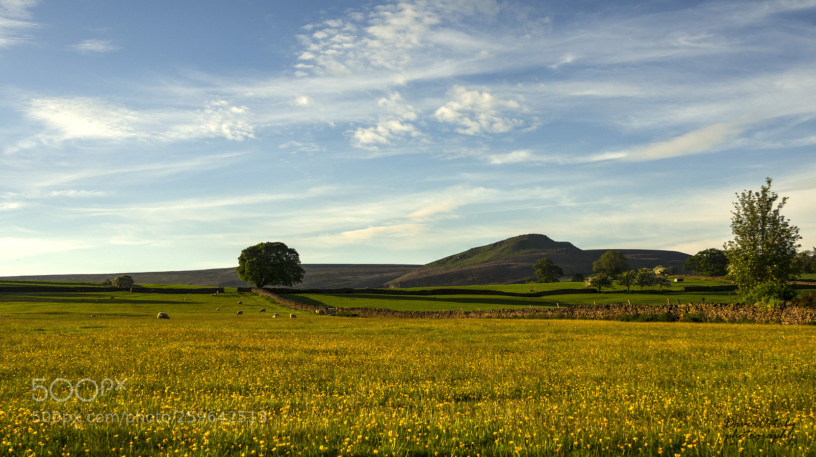 Olympus OM-D E-M10 II sample photo. Summer in the dales photography
