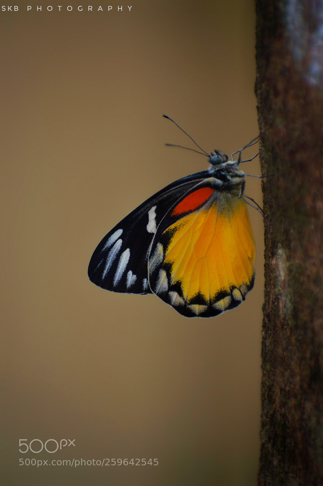 Nikon D5300 sample photo. Butterfly photography