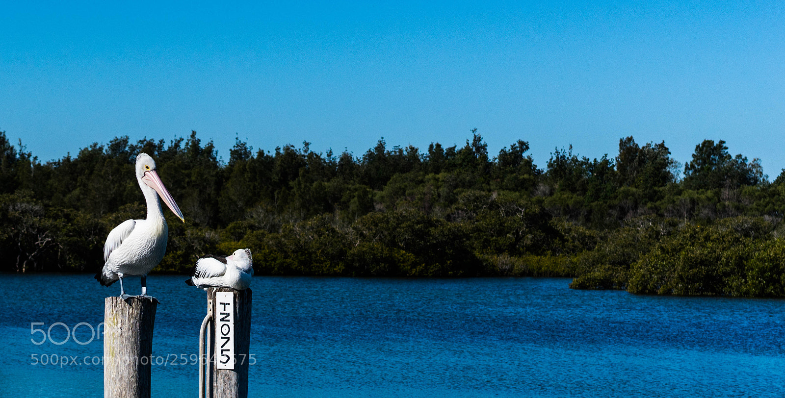 Sony a7R II sample photo. Pelicans. photography