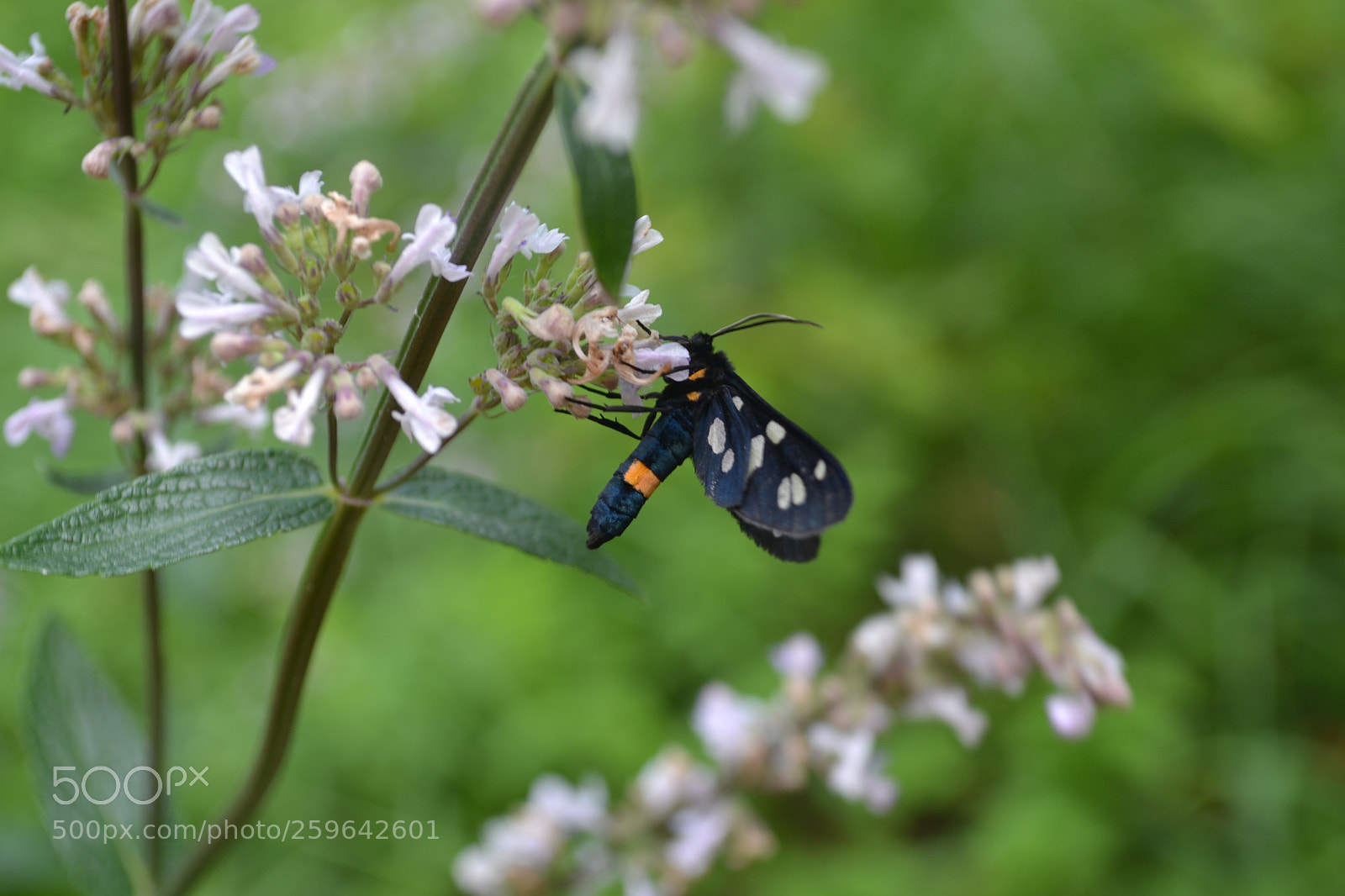 Nikon D3100 sample photo. Last summer photography