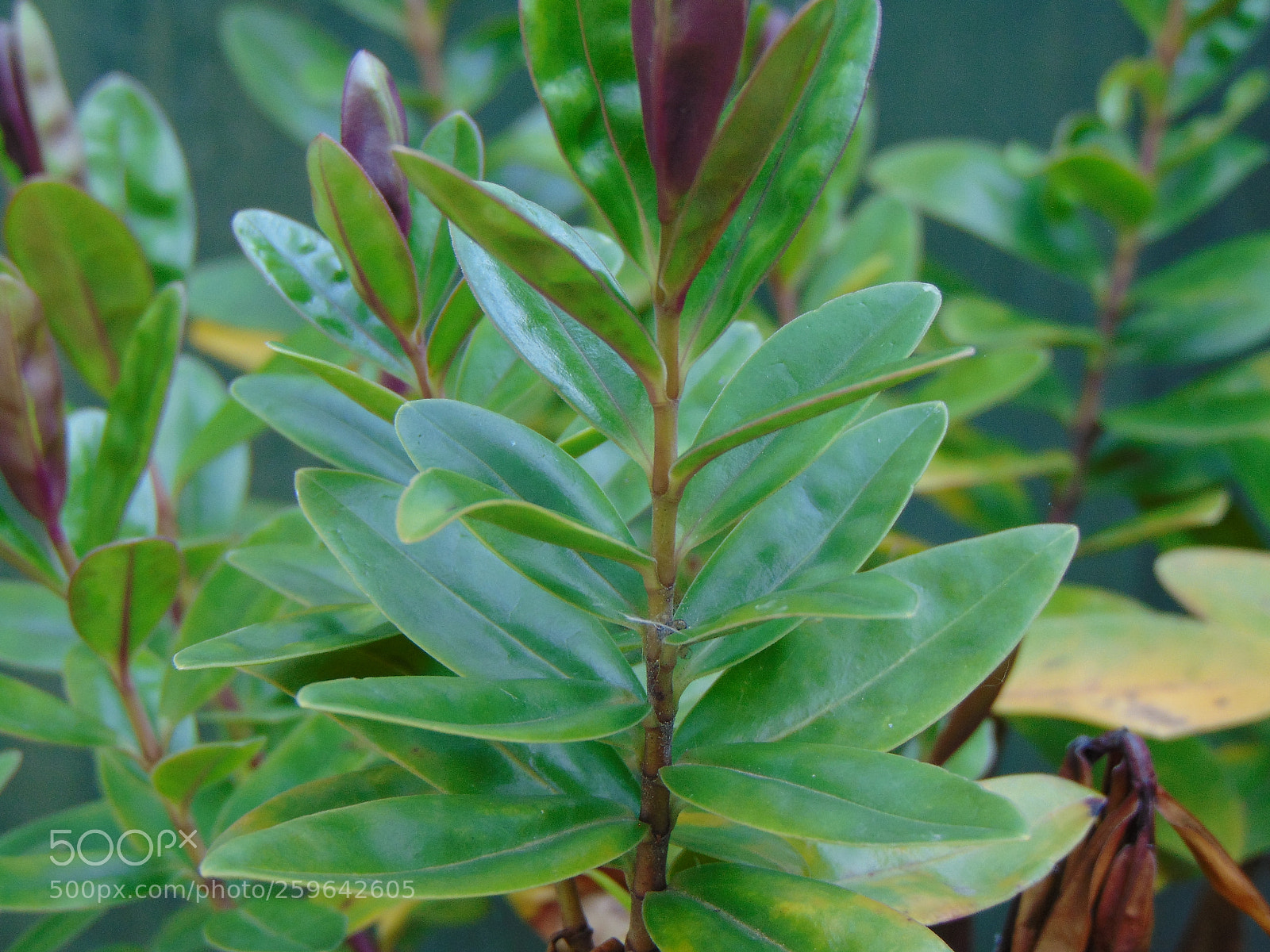 Sony Cyber-shot DSC-H300 sample photo. Dsc photography