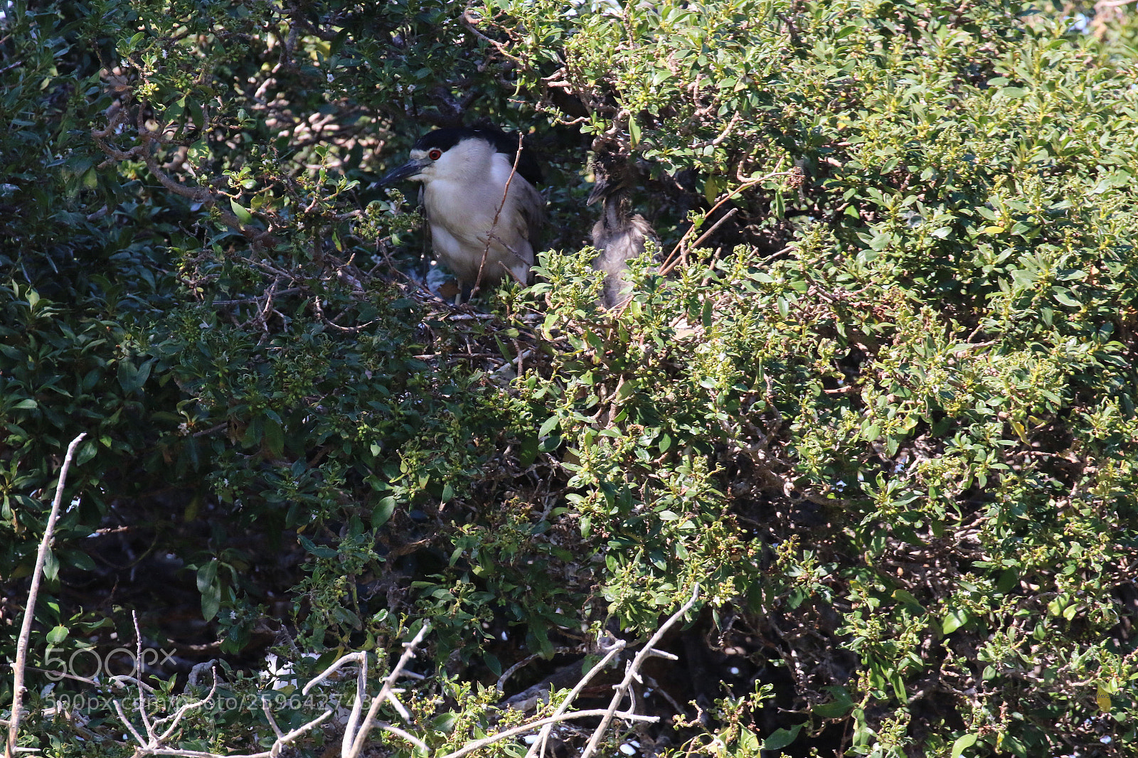 Canon EOS 7D Mark II sample photo. 
night heron & chick photography