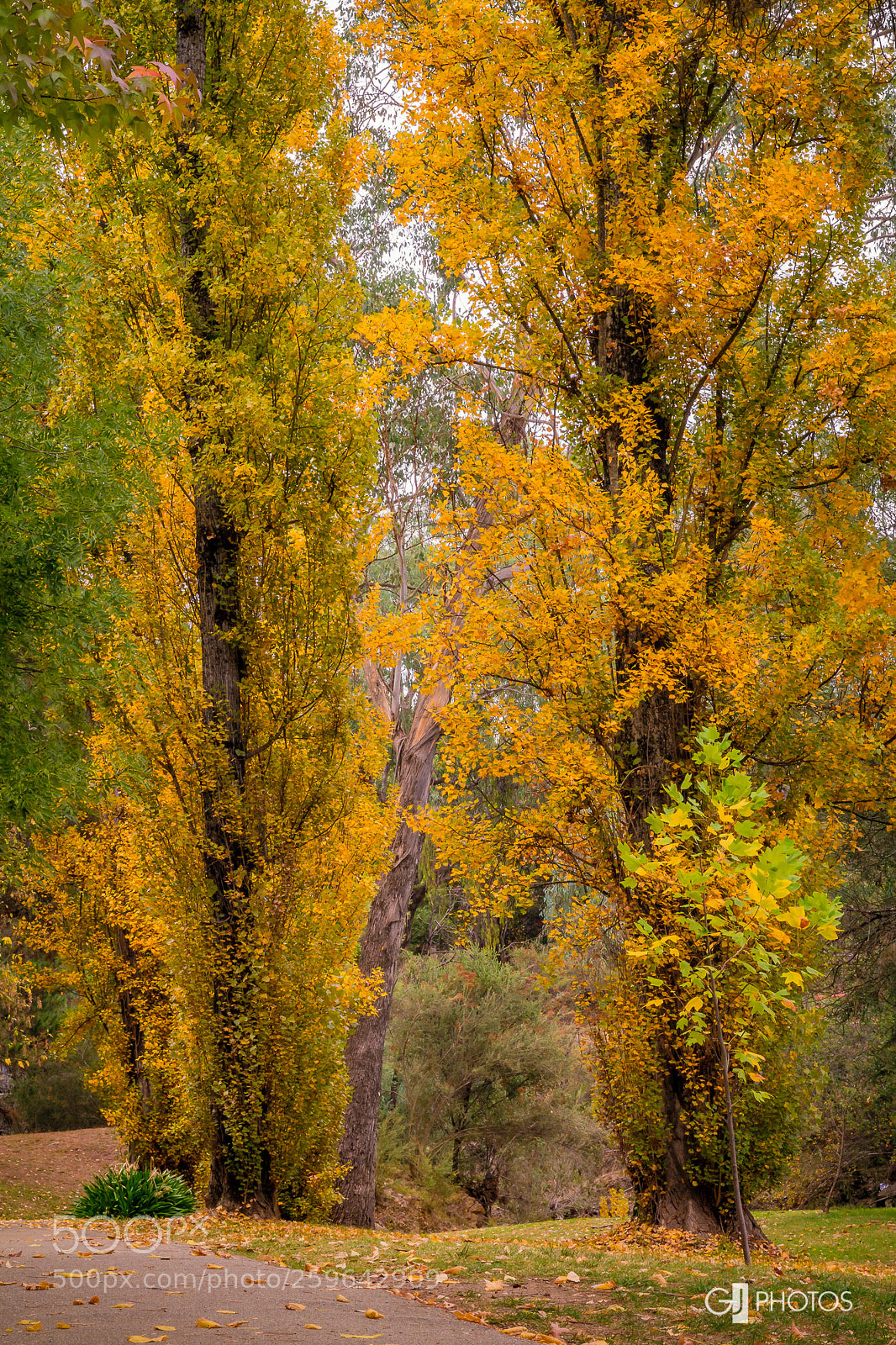 Canon EOS 60D sample photo. Colourful giants photography