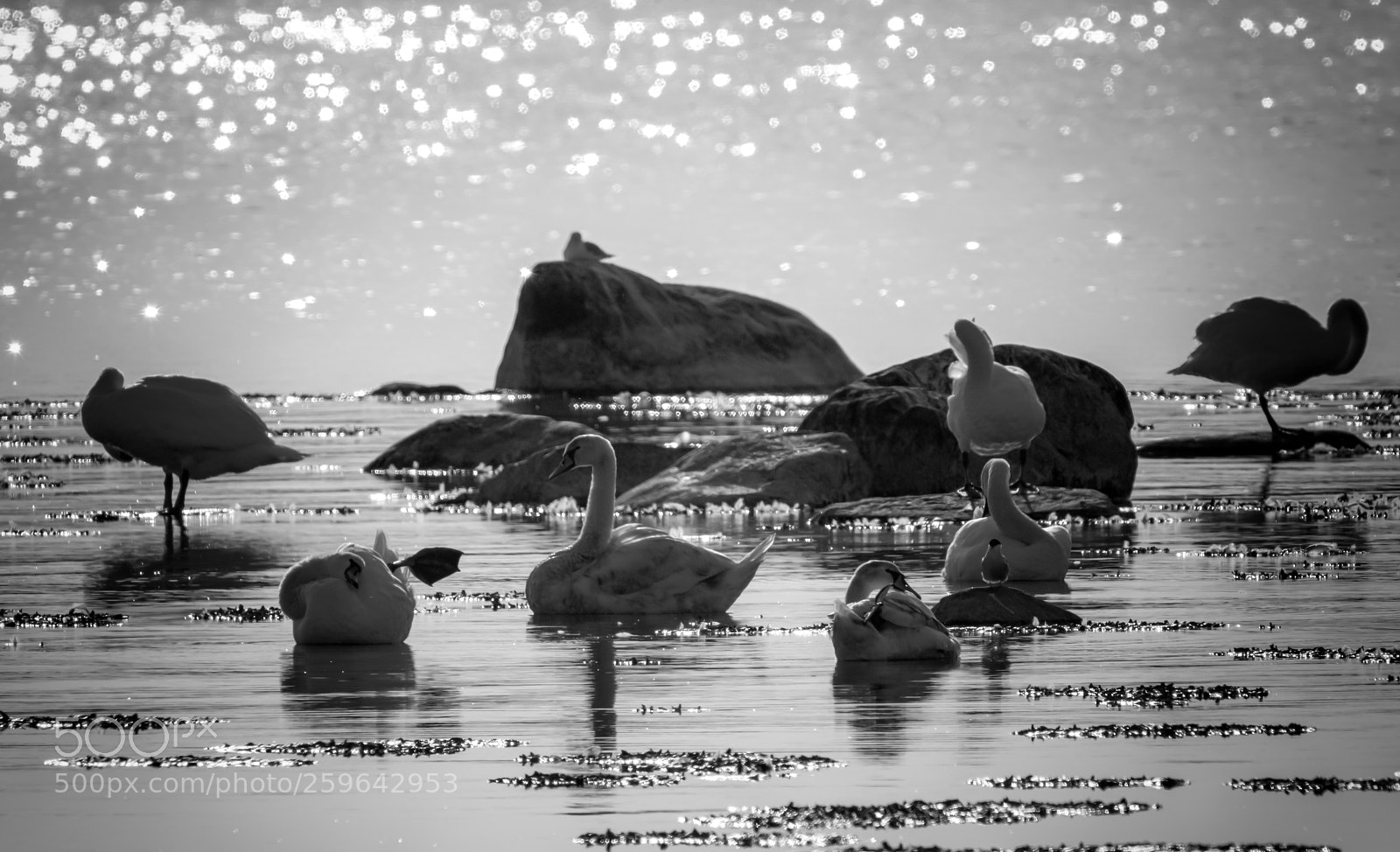 Nikon D5 sample photo. Swans in b&w photography