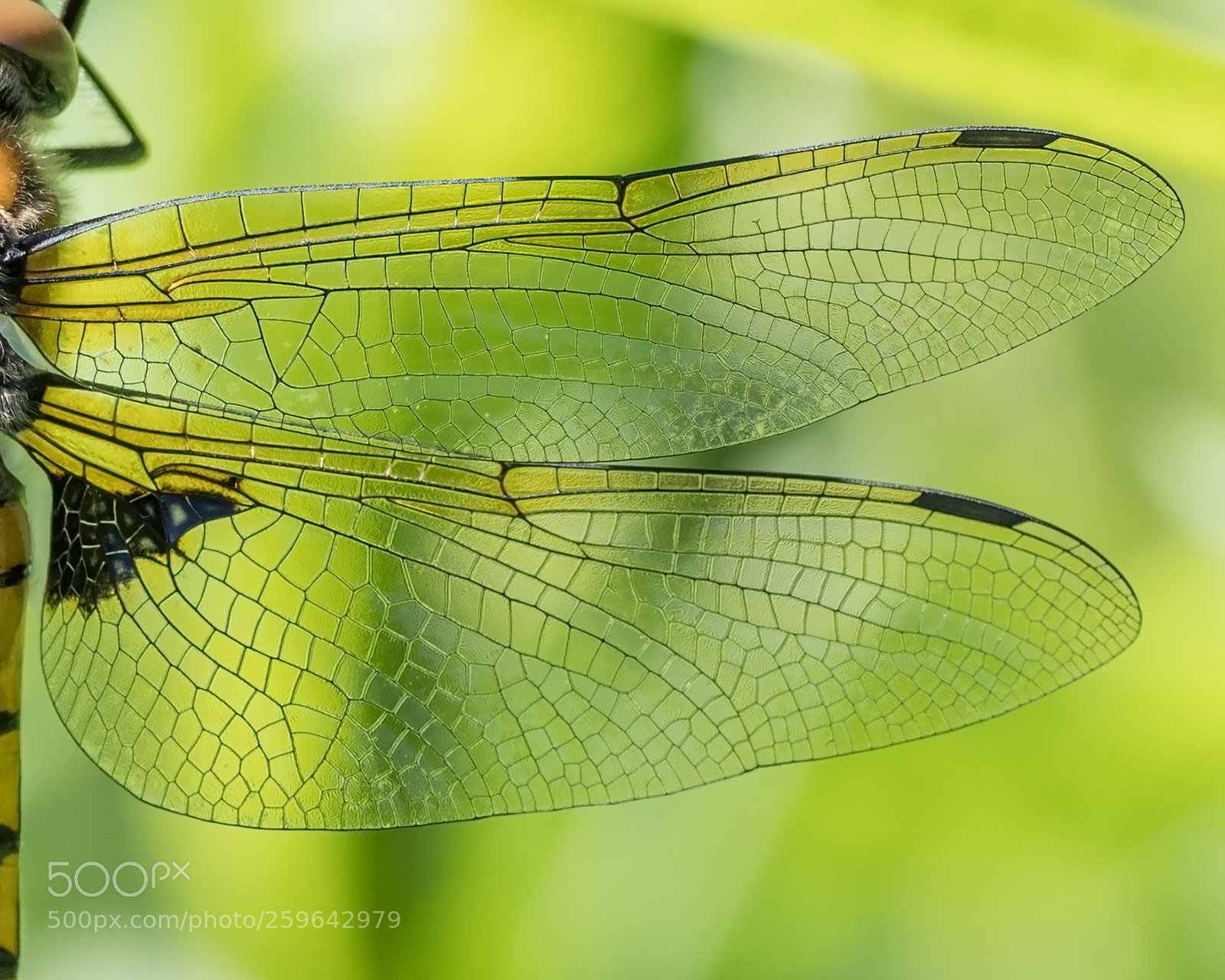 Olympus OM-D E-M1 Mark II sample photo. Wings of dragonfly photography