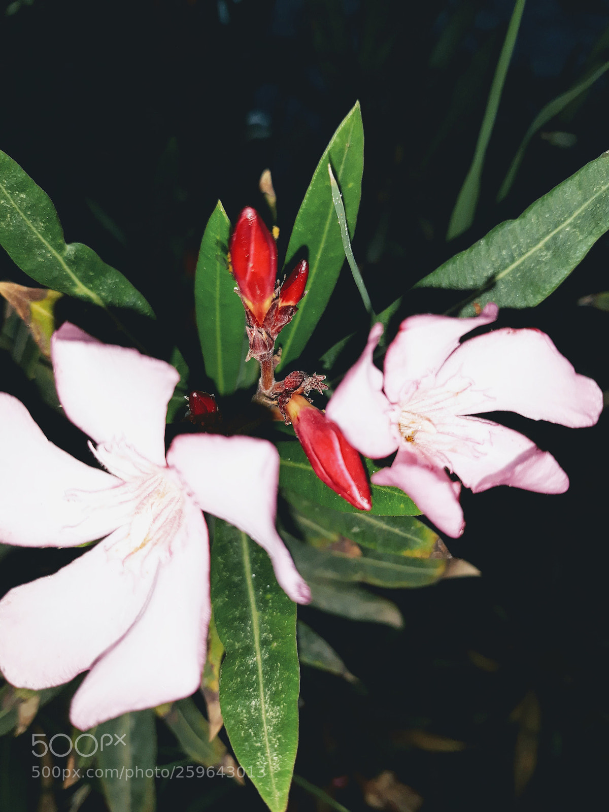 Samsung Galaxy J5 sample photo. Untitled photography