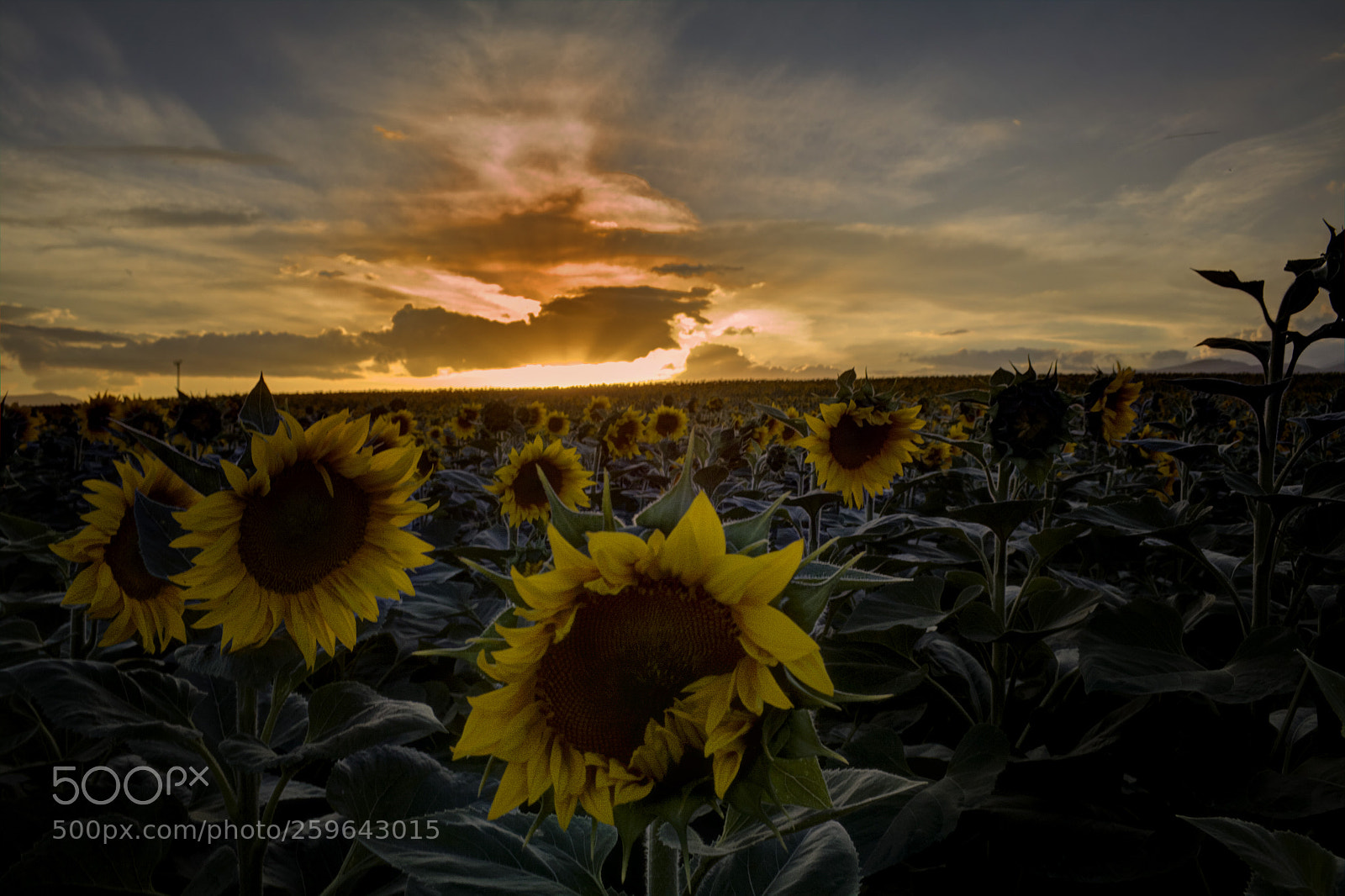 Canon EOS 50D sample photo. Sunflowers photography