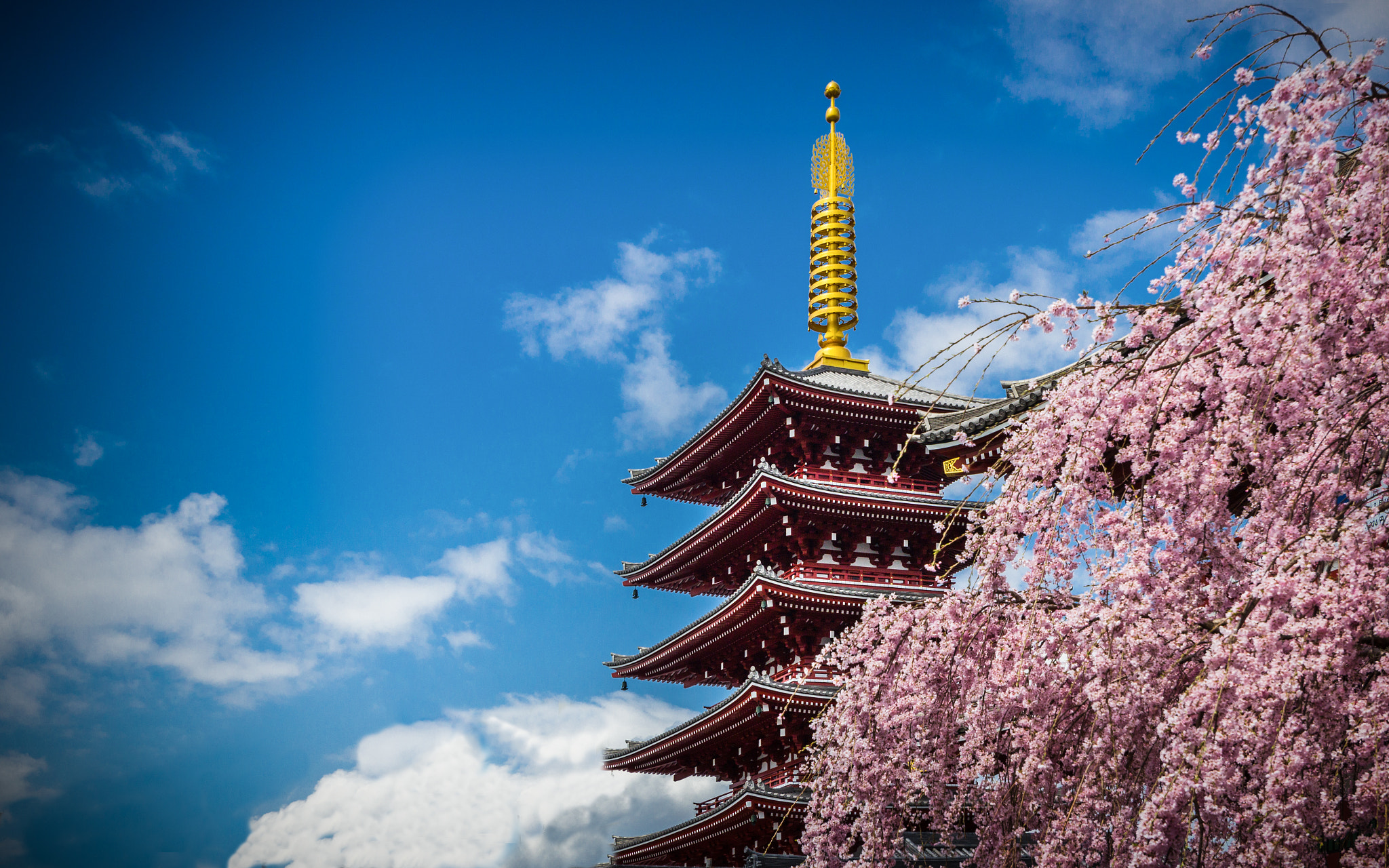 Canon EOS 600D (Rebel EOS T3i / EOS Kiss X5) sample photo. Hiding behind cherry blossoms photography