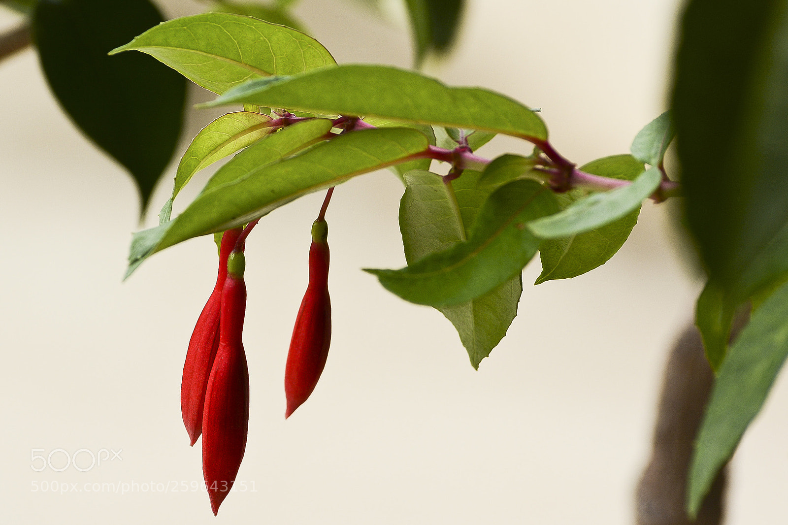 Nikon D7100 sample photo. Pingentes da natureza. photography