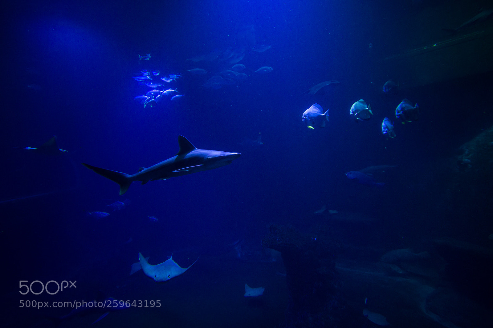 Canon EOS 600D (Rebel EOS T3i / EOS Kiss X5) sample photo. Aquarium photography