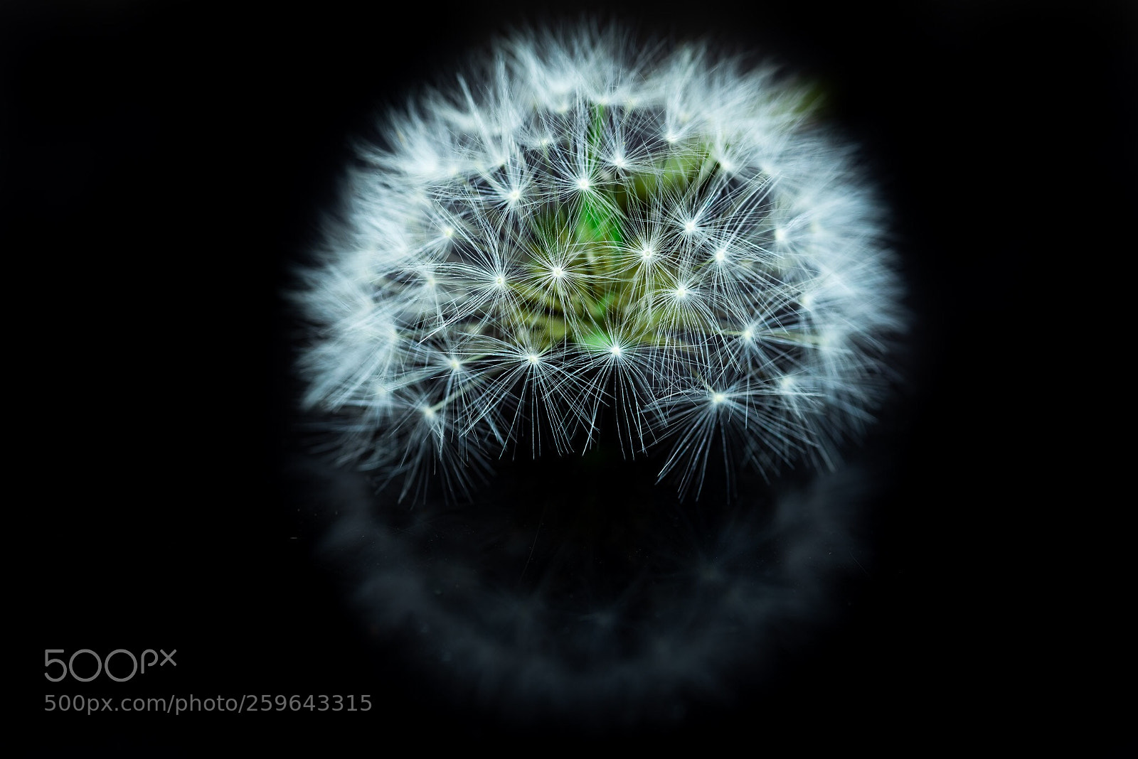 Nikon D810 sample photo. Dandelion ☘️ photography