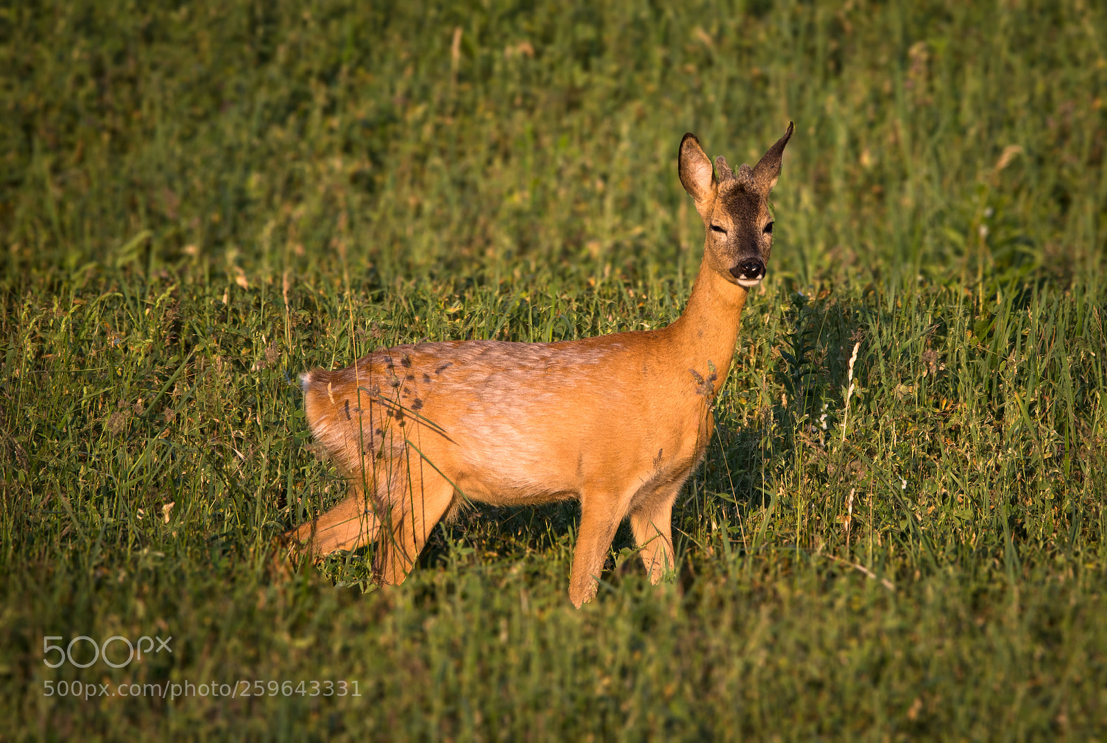Nikon D7100 sample photo. Winking roebuck photography