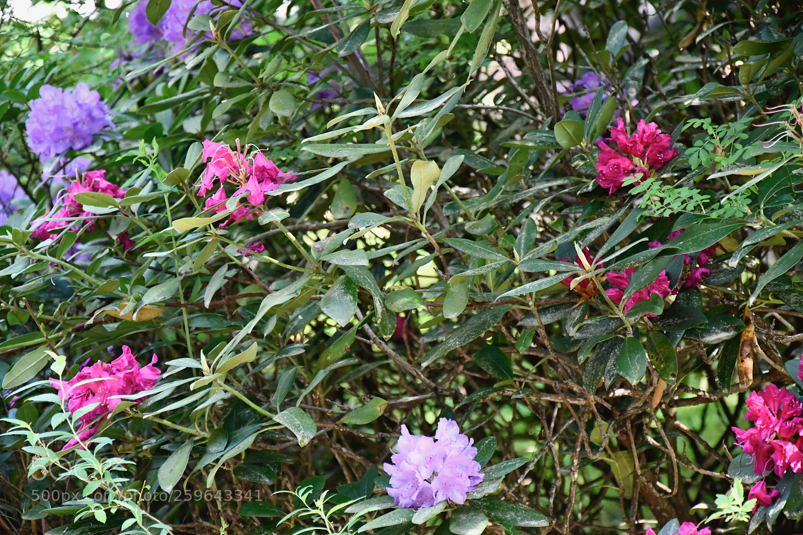 Nikon D7500 sample photo. Rhodo collection photography