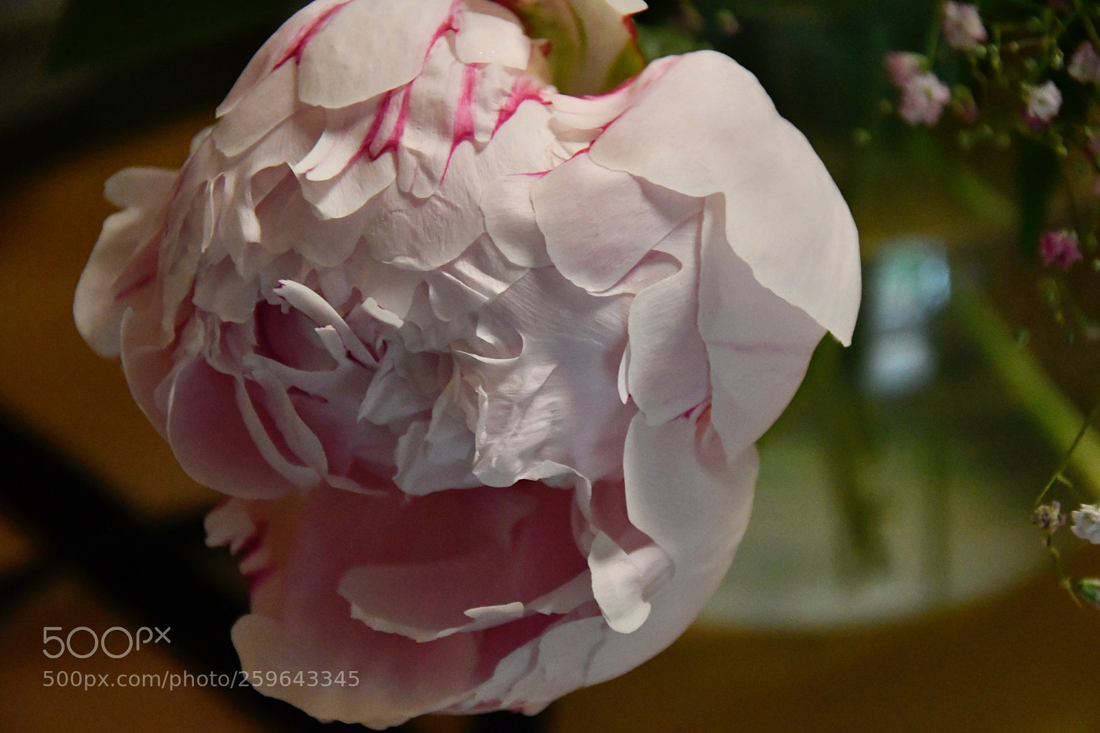 Nikon D7500 sample photo. Paeonia white rose photography