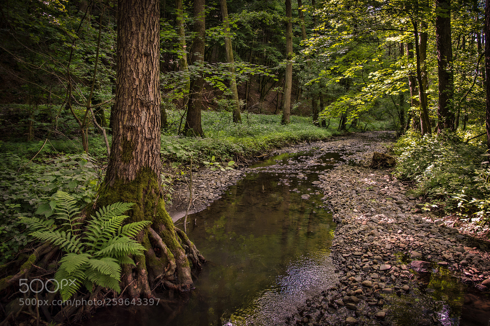 Nikon D7100 sample photo. Forest creek photography
