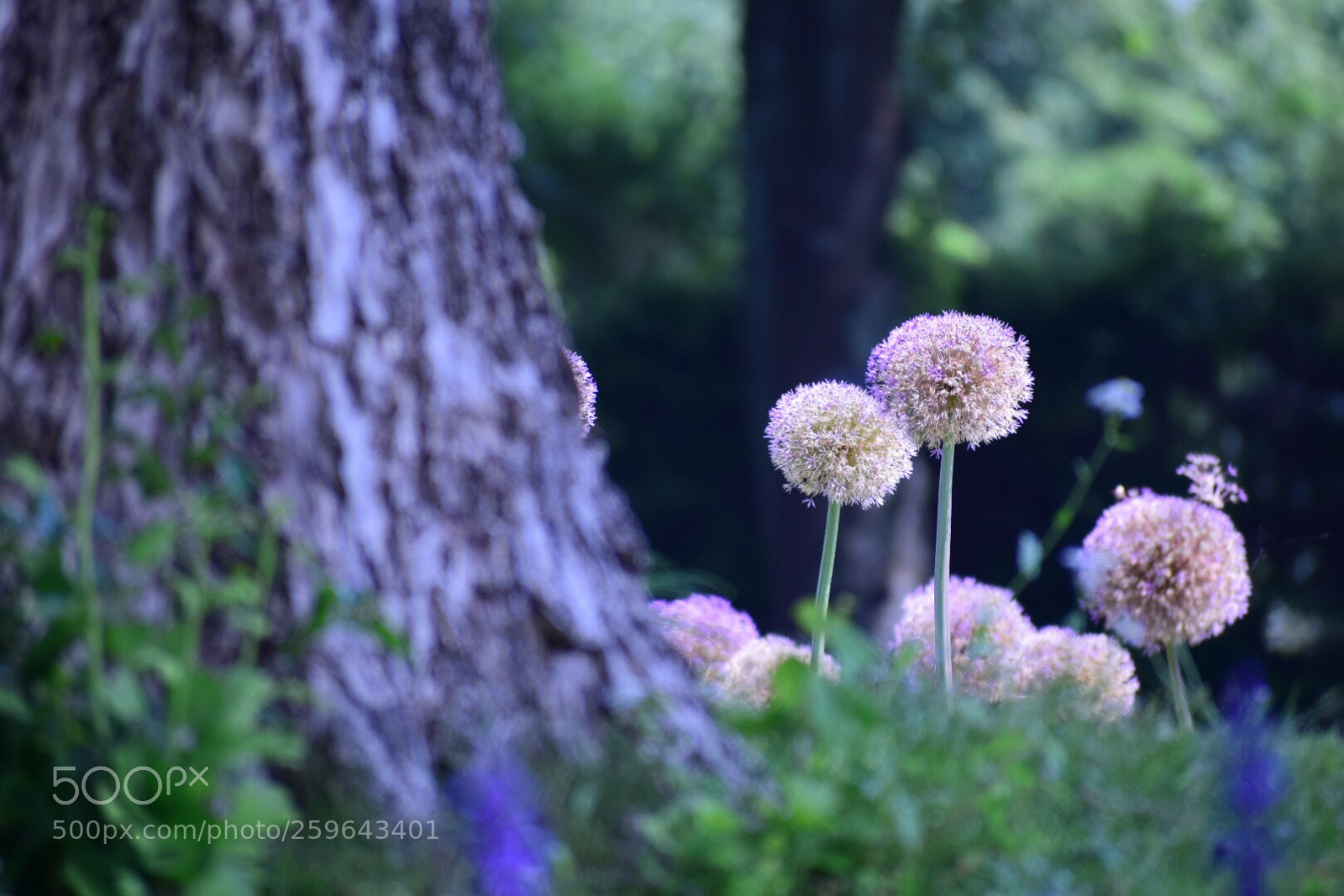 Nikon D5300 sample photo. Flower photography