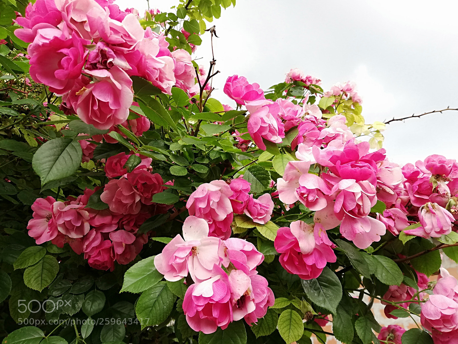 HUAWEI P20 lite sample photo. Roses photography