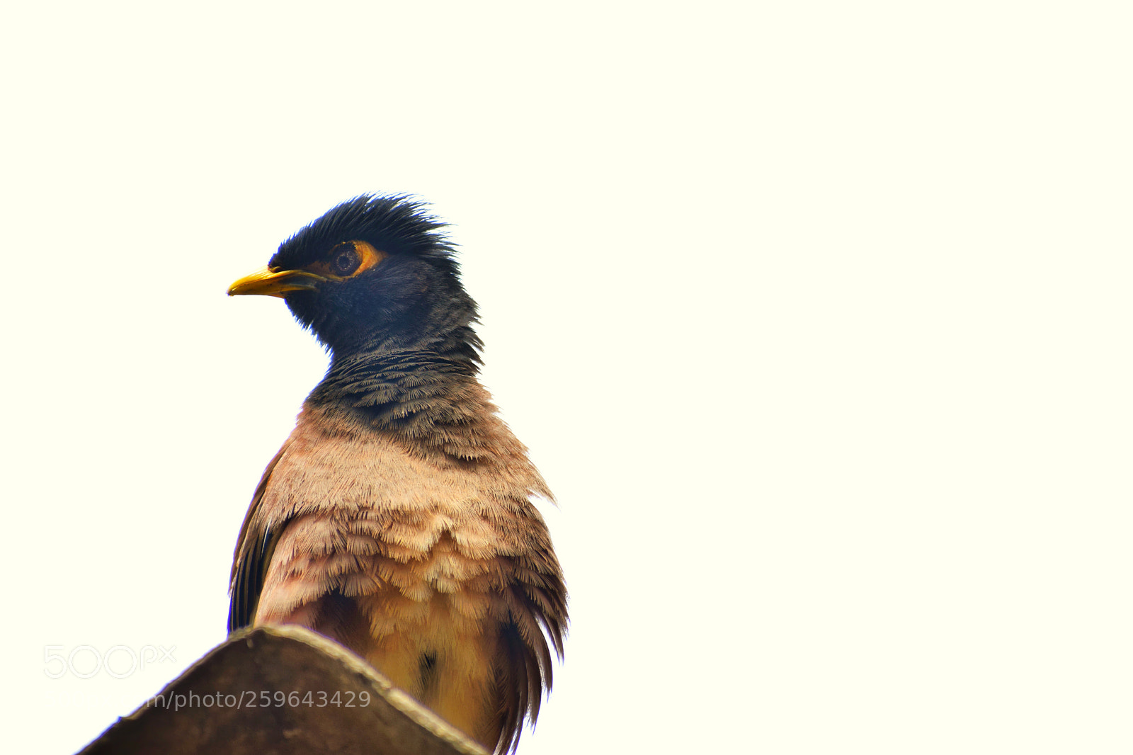Nikon D5300 sample photo. Bird photography