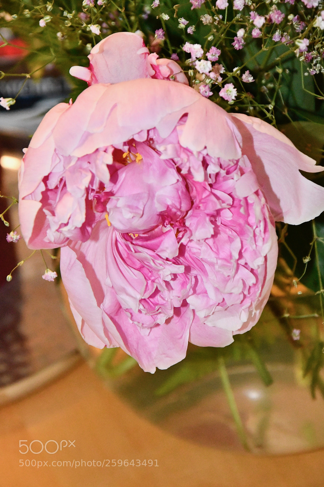 Nikon D7500 sample photo. Paeonia bursting photography