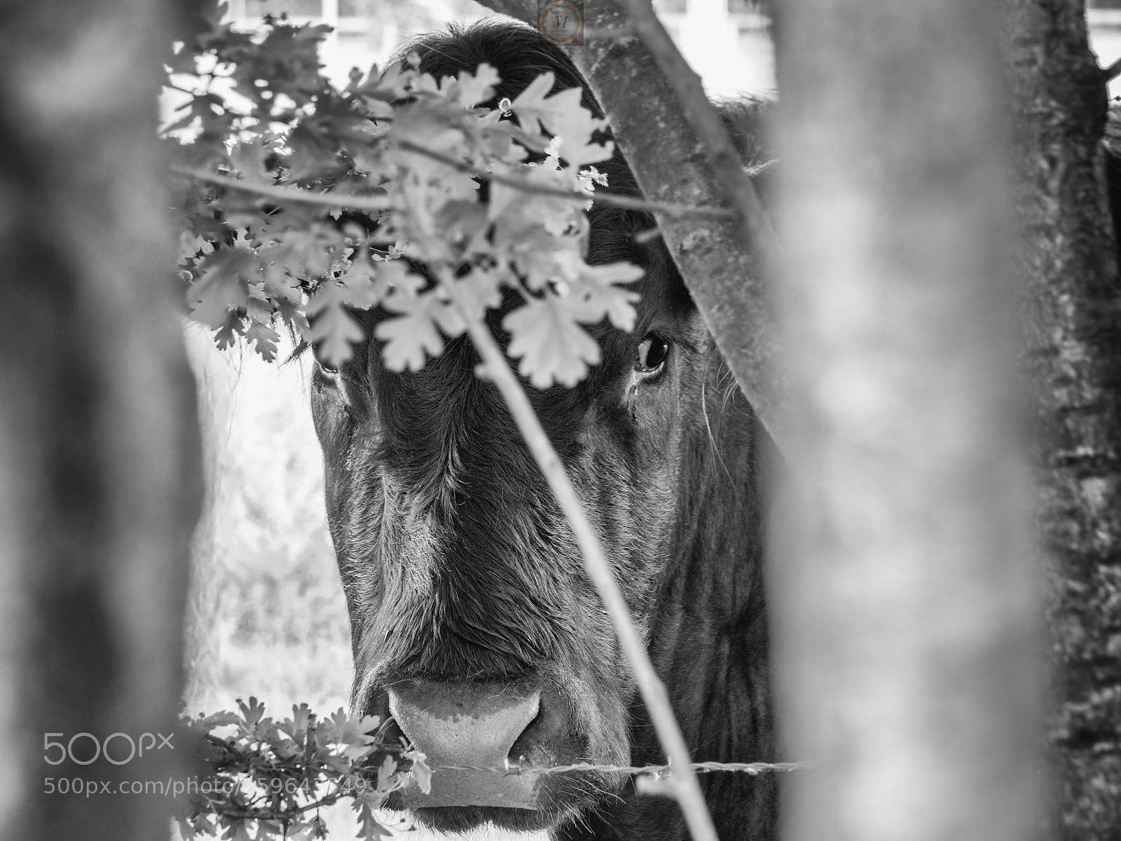 Olympus OM-D E-M5 II sample photo. Hello, who is watching photography