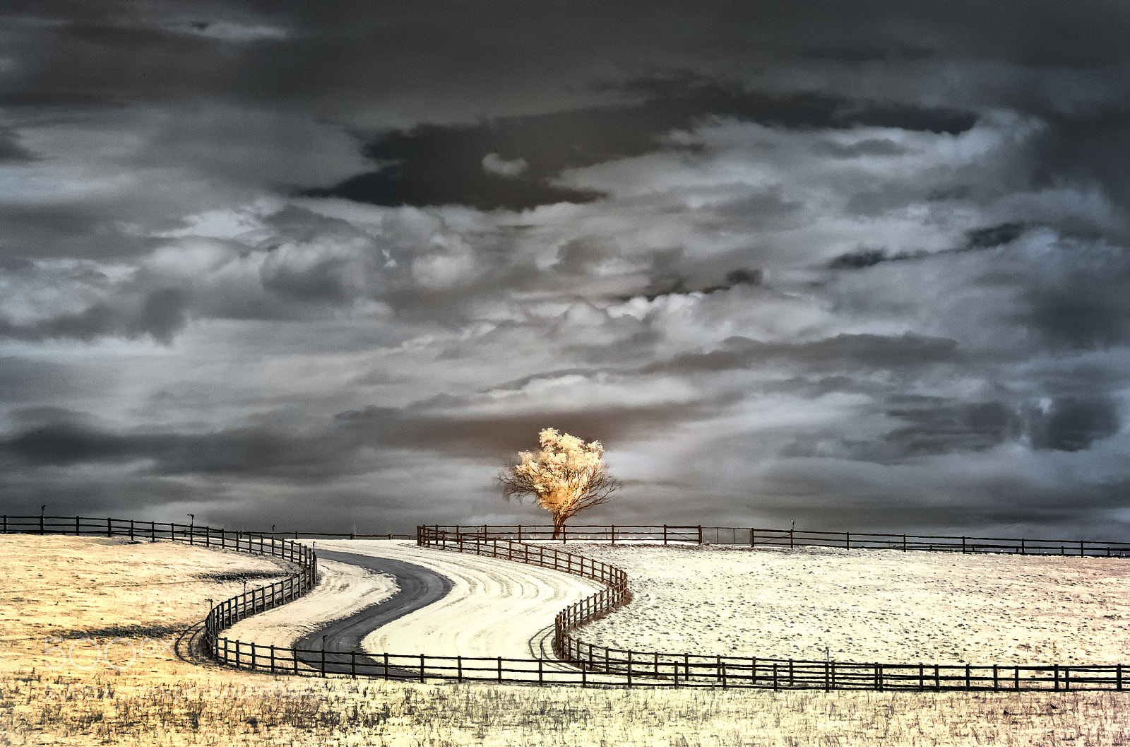 Nikon D300 sample photo. Golden tree storm photography