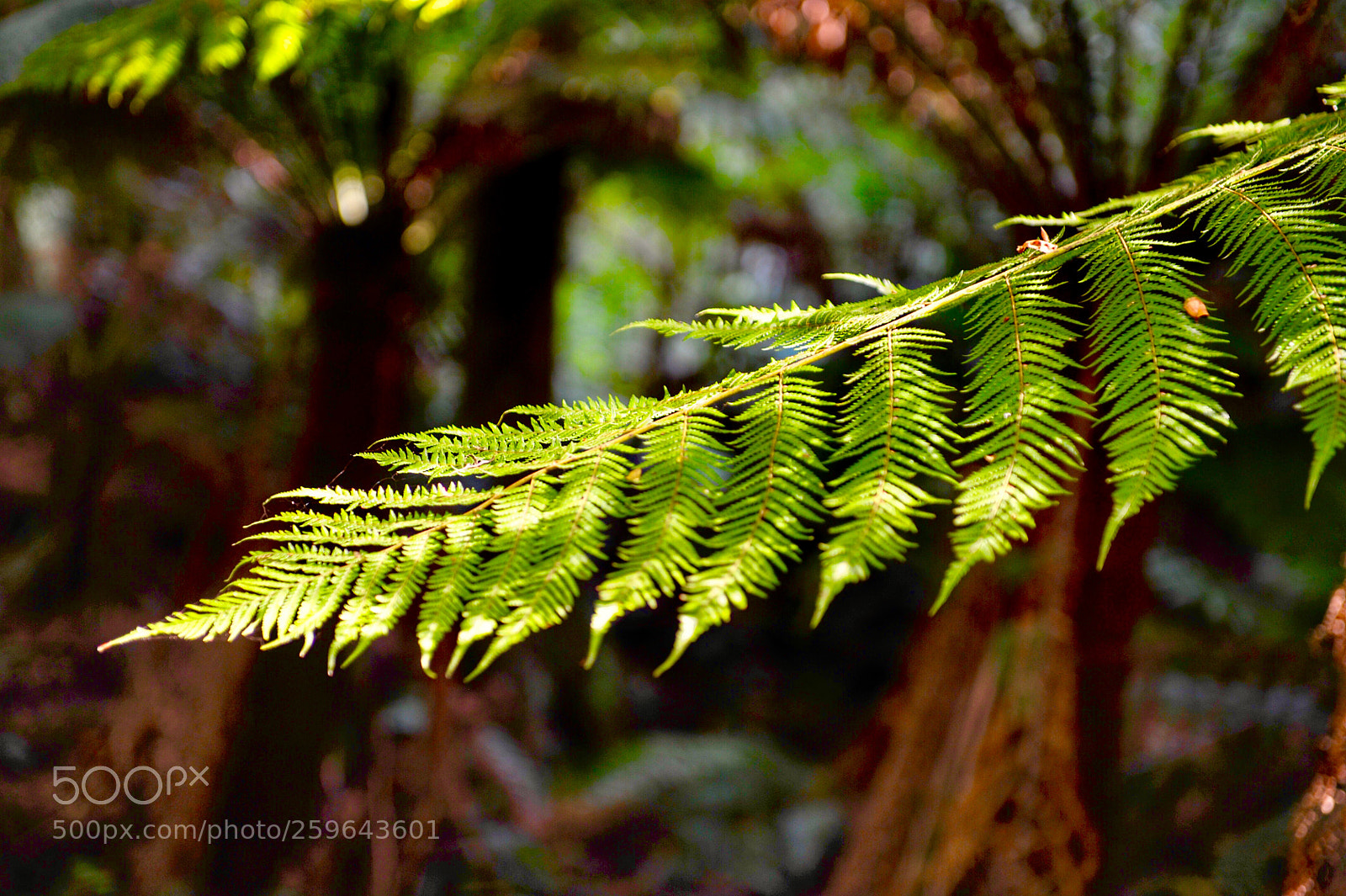 Nikon D700 sample photo. 《rainforest sunshine》 photography
