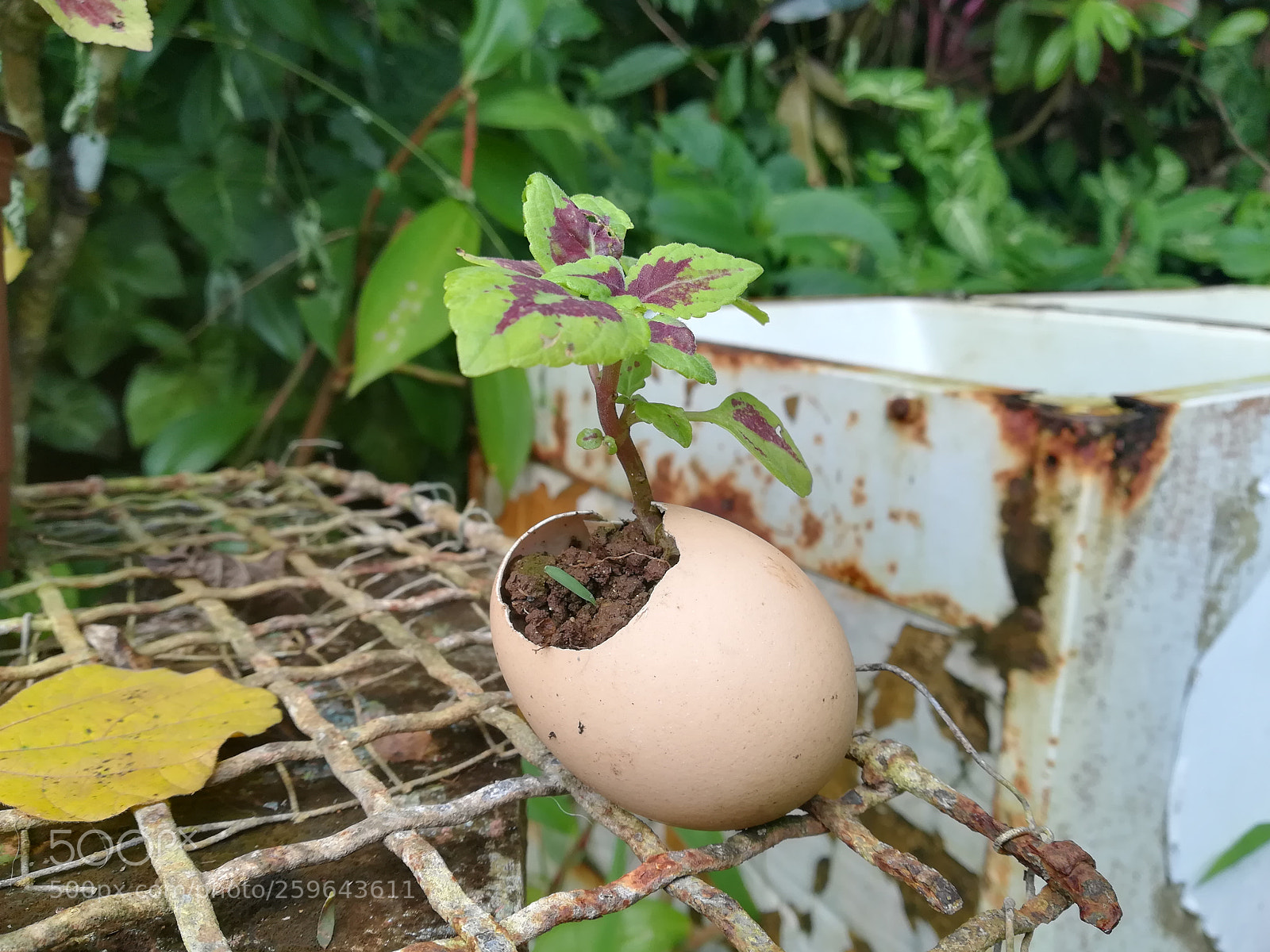 HUAWEI P10 lite sample photo. Untitled photography