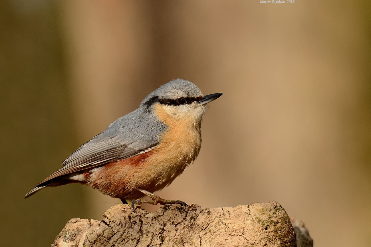 Nikon D5100 sample photo. Eurasian nuthatch photography