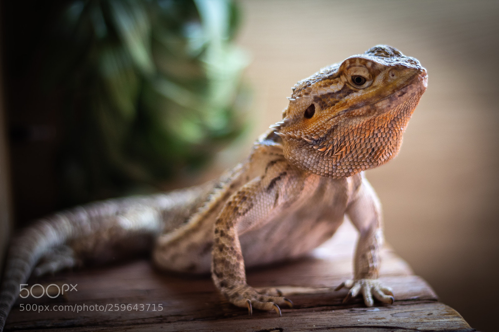 Canon EOS 1300D (EOS Rebel T6 / EOS Kiss X80) sample photo. Carmen the dragon photography
