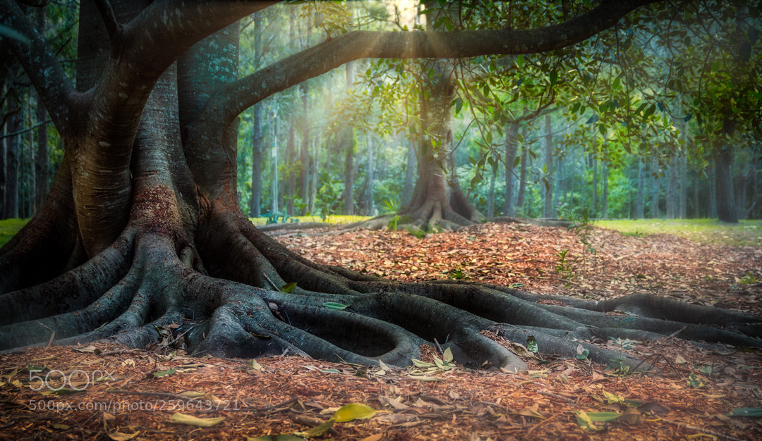 Canon EOS 70D sample photo. Moody morning photography