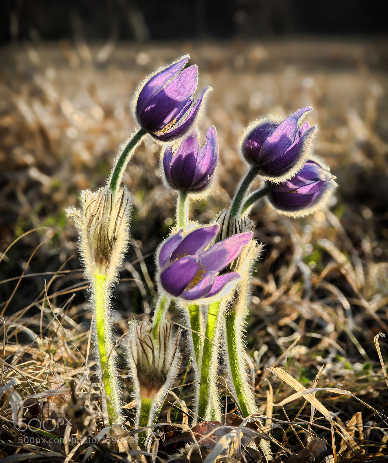Nikon D7100 sample photo. Spring flowers photography