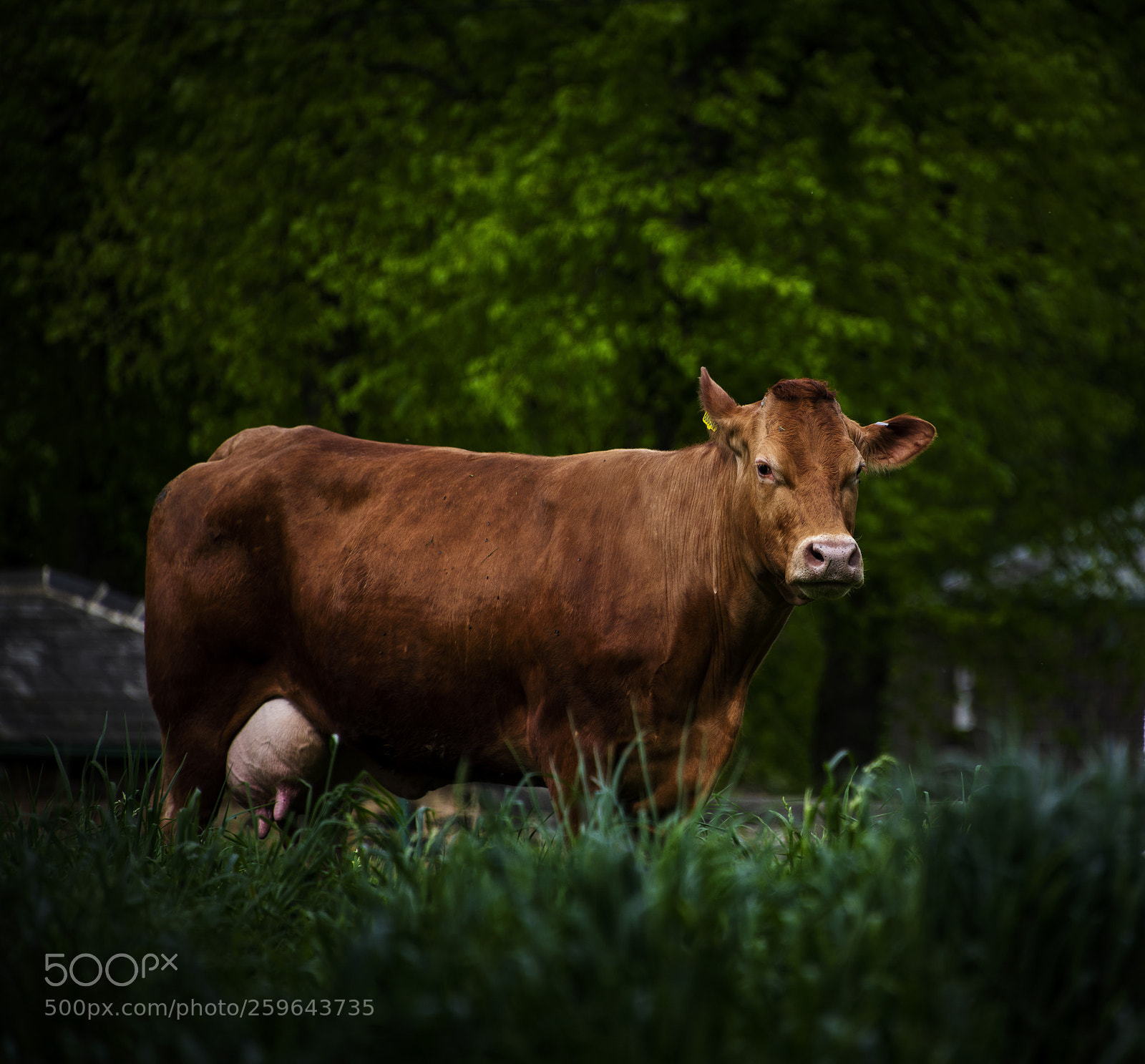 Nikon D850 sample photo. Red cow photography