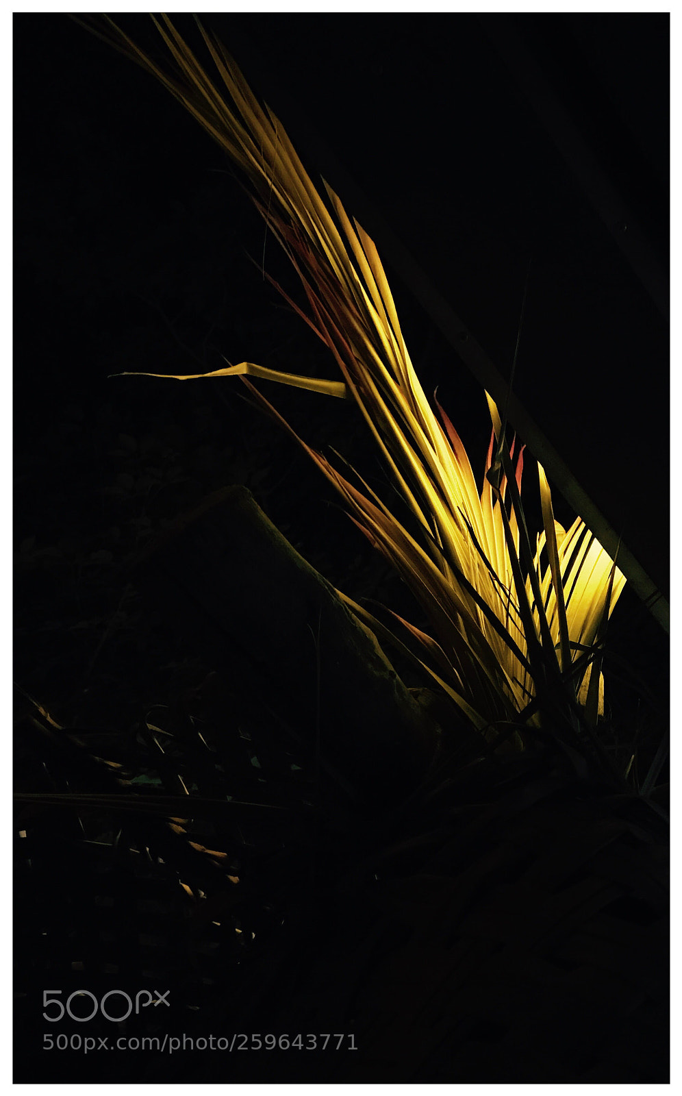 Apple iPhone 7 sample photo. Coconut leaves photography