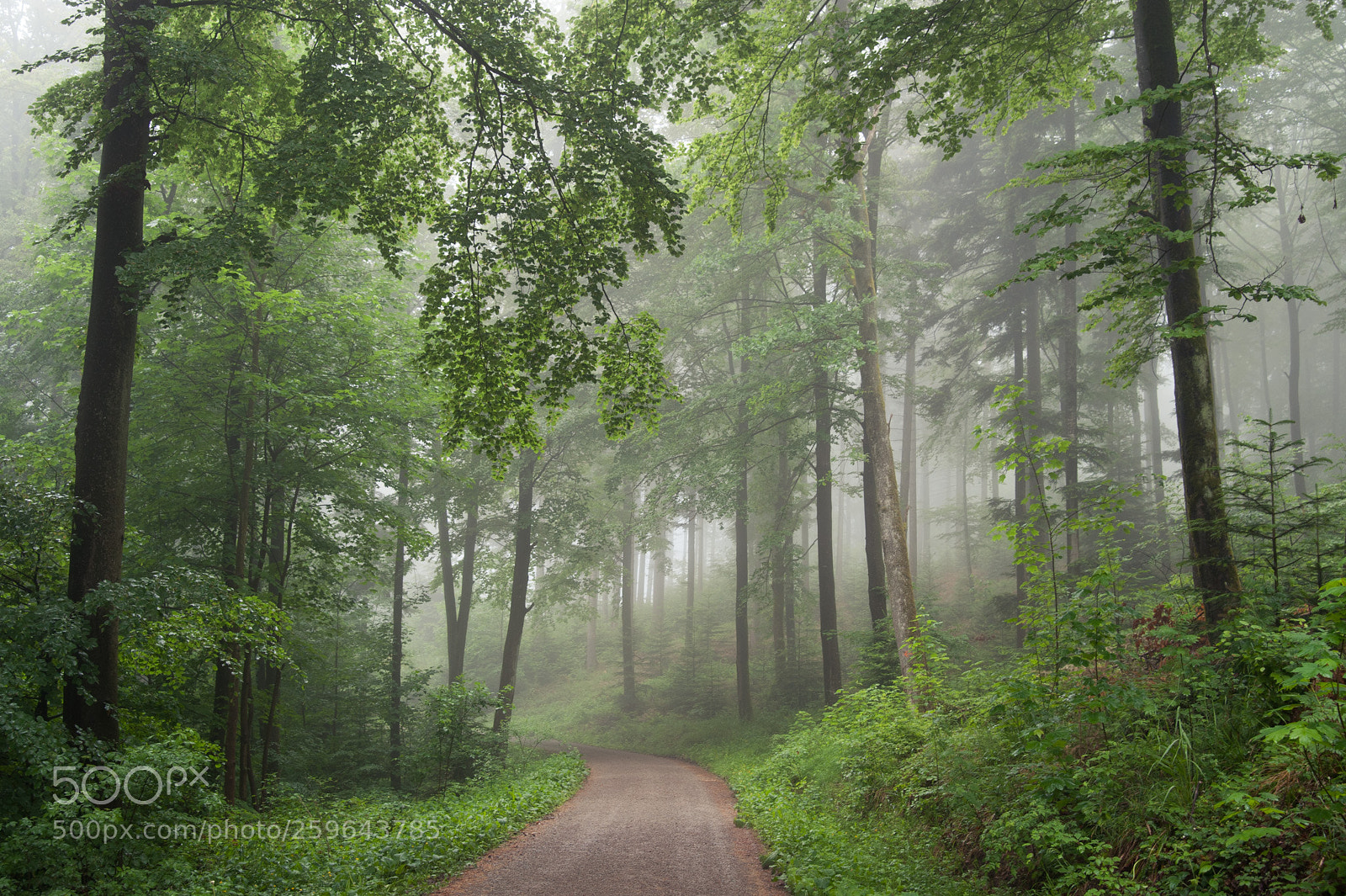 Nikon D700 sample photo. In the woods photography