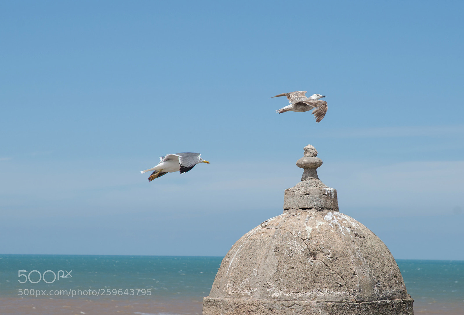 Nikon D610 sample photo. Seagulls photography