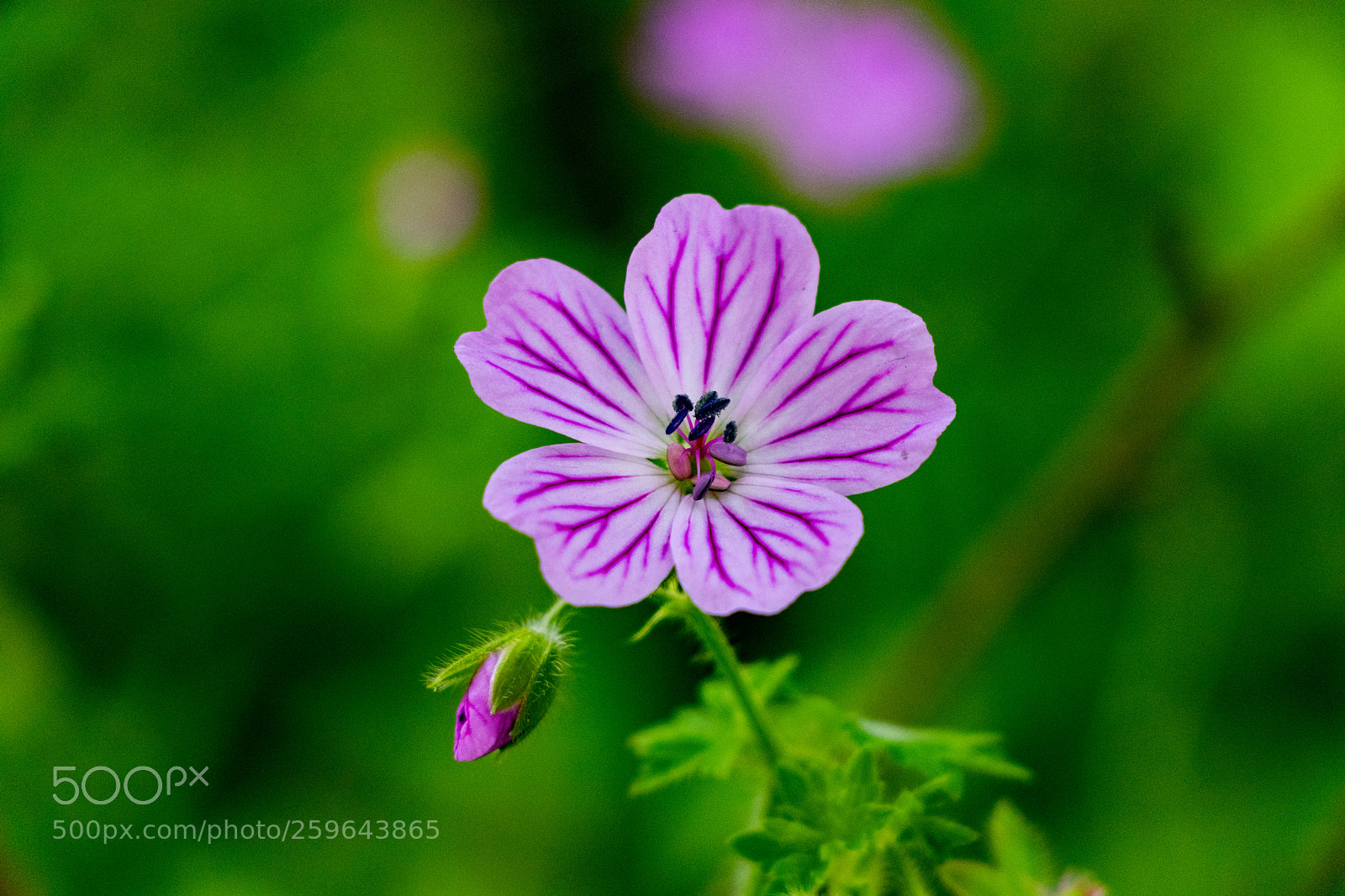 Canon EOS 80D sample photo. Flower photography