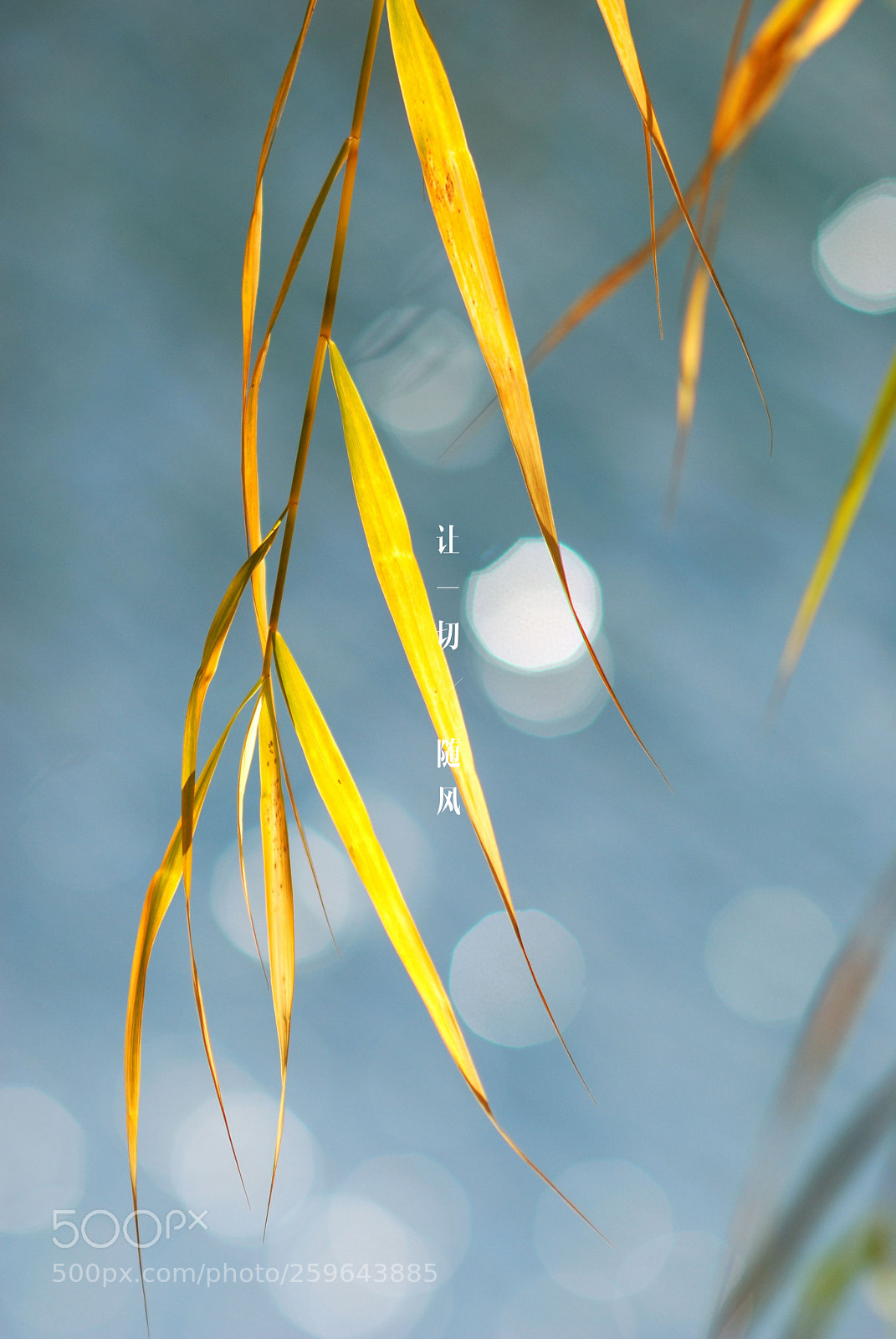 Nikon D80 sample photo. Untitled photography