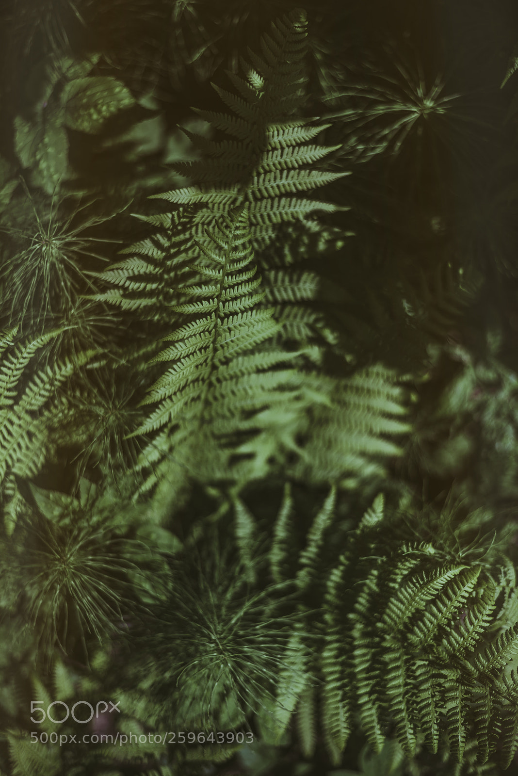 Nikon D750 sample photo. Pteridophyta photography