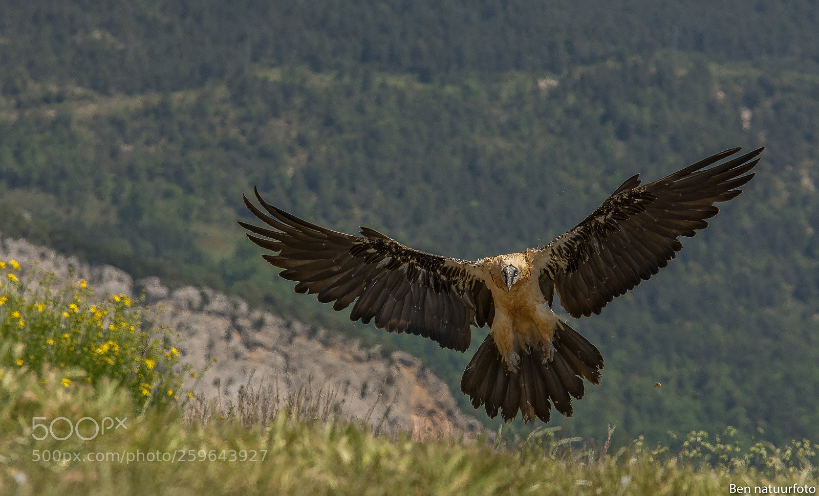 Nikon D7200 sample photo. Bearded vulture photography