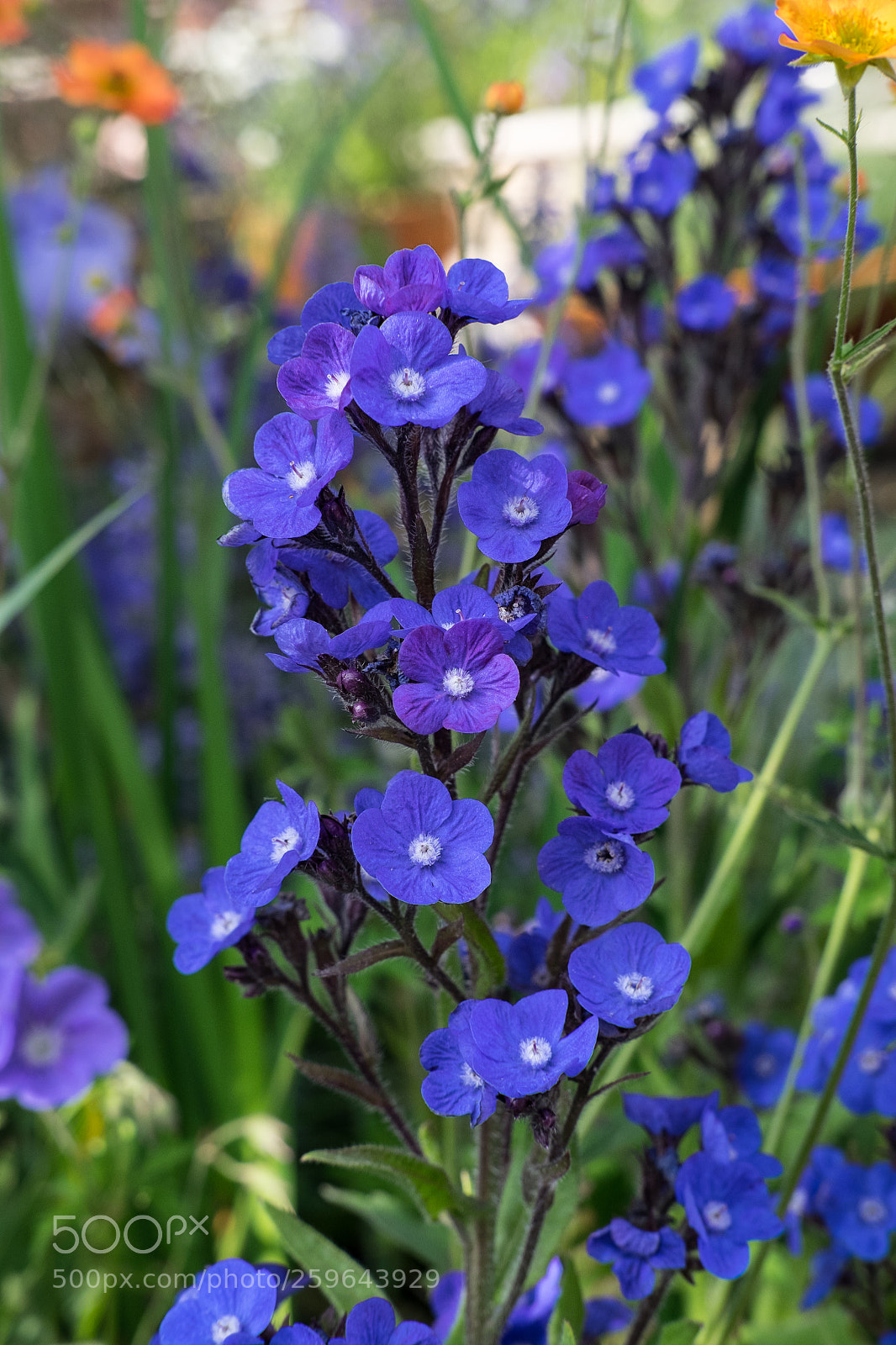 Fujifilm X-T1 sample photo. True blue photography