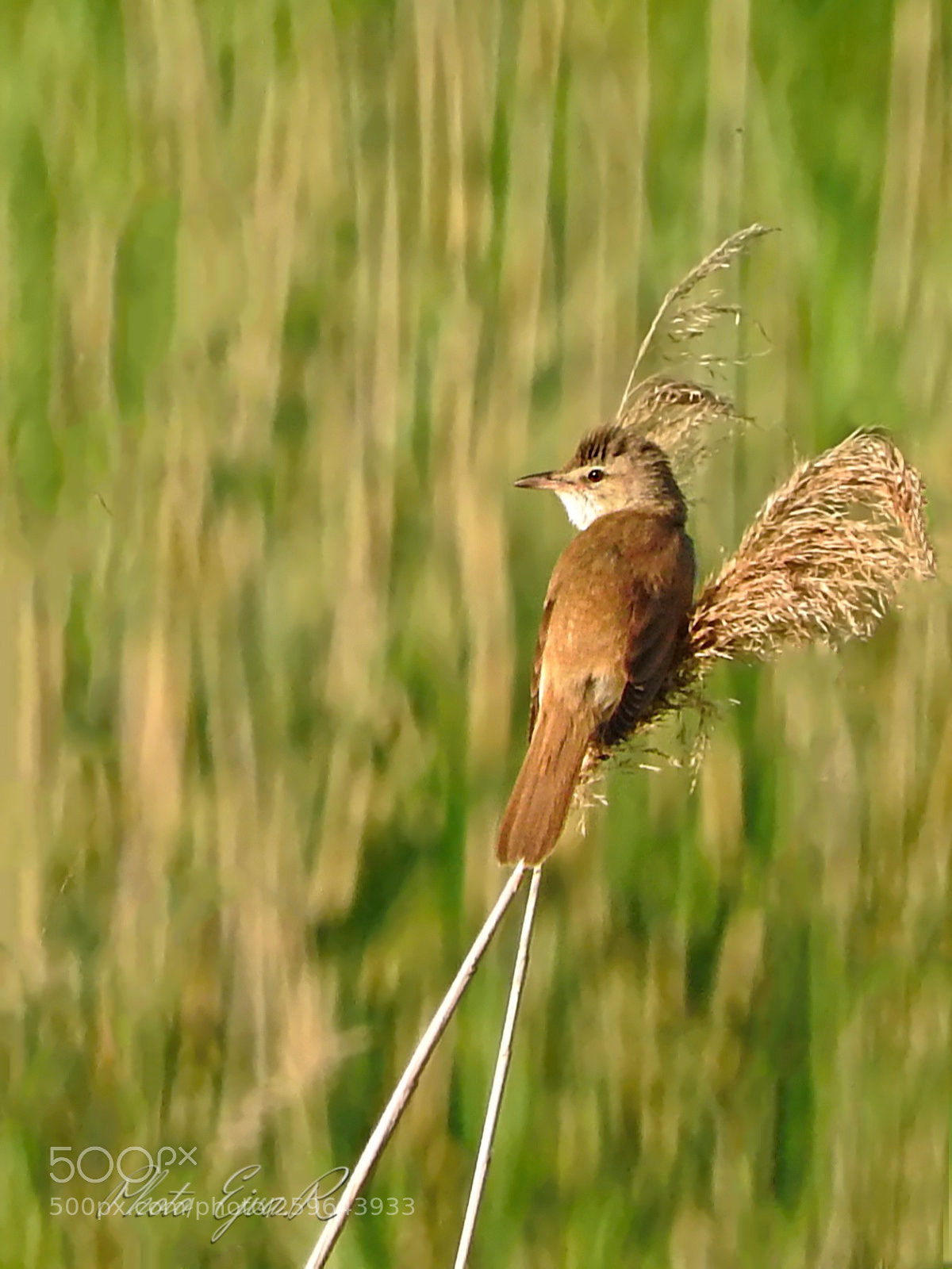 Nikon Coolpix P610 sample photo. Warbler a cserreg n photography