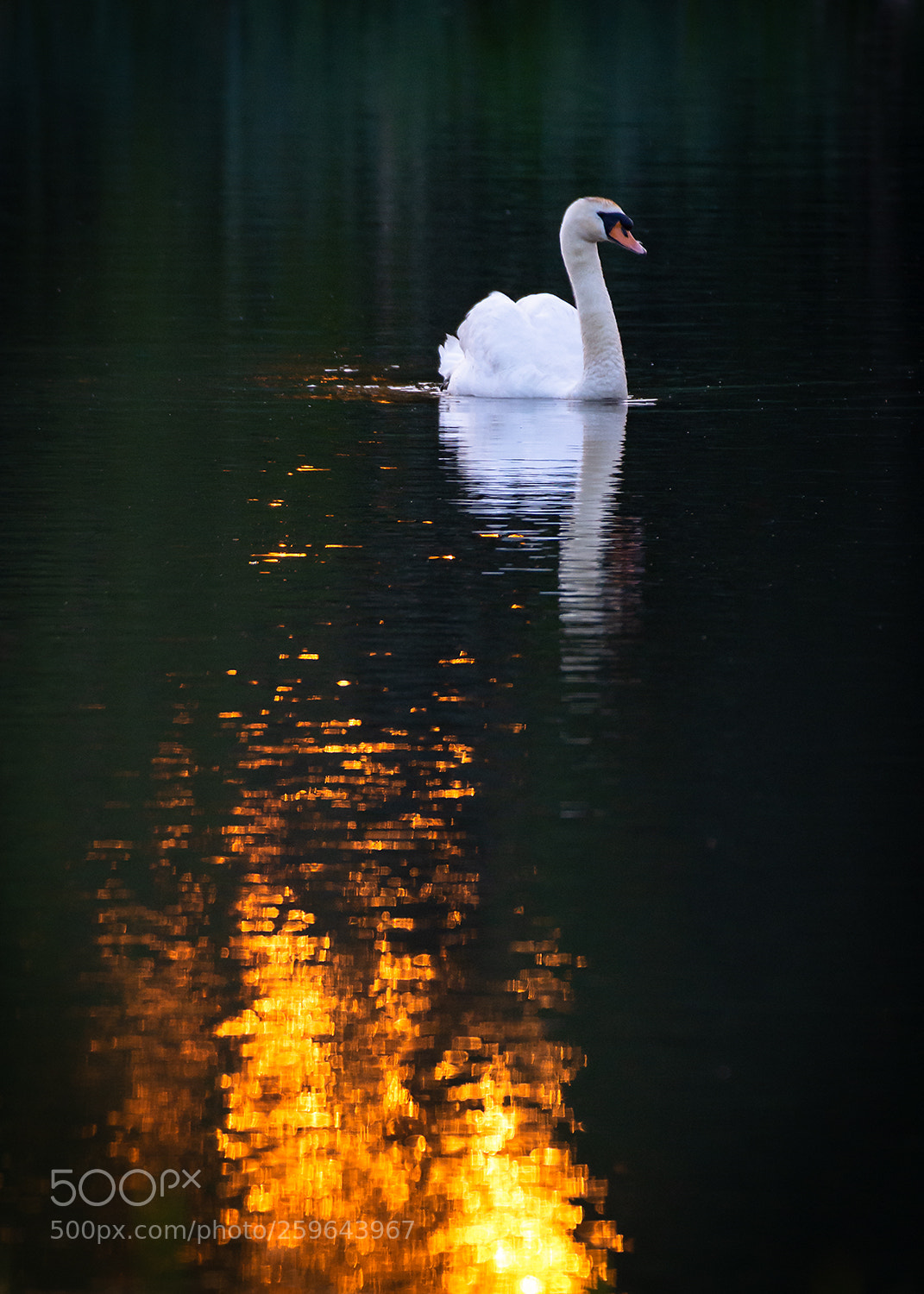 Nikon D7200 sample photo. Firebird photography