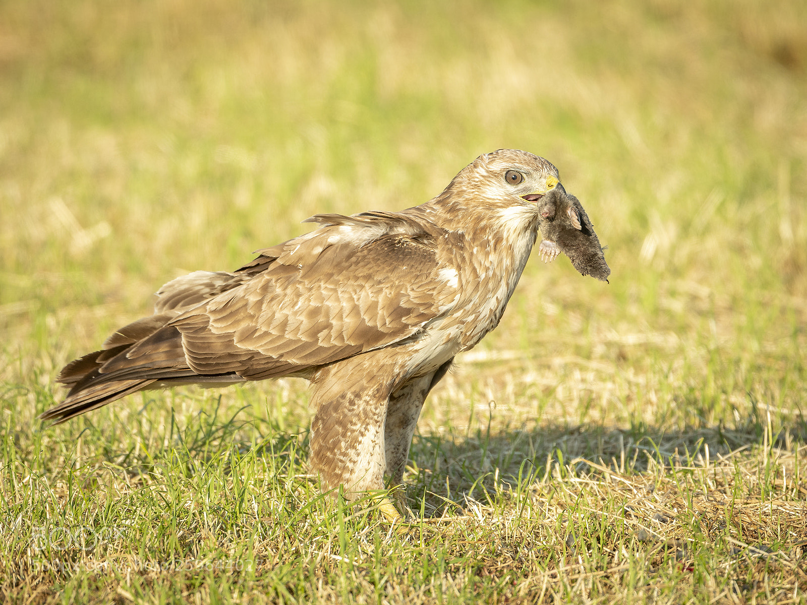 Nikon D500 sample photo. Buzzard eats a mole photography