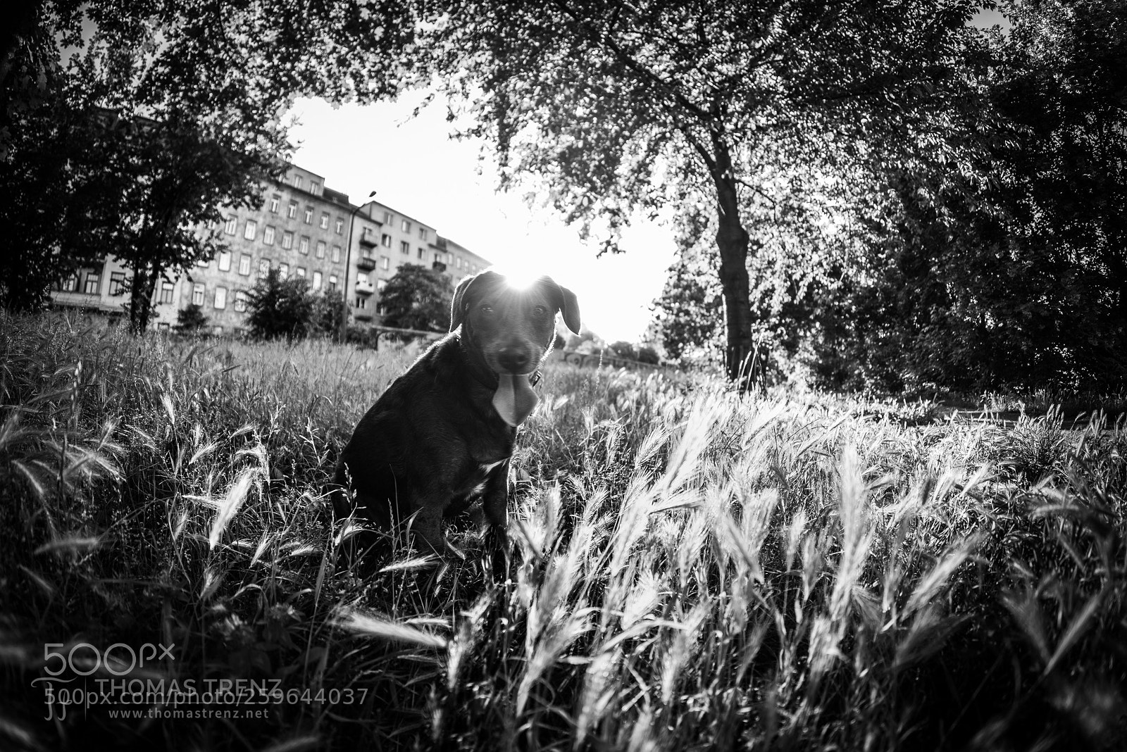 Nikon D600 sample photo. Alex sunset bw photography