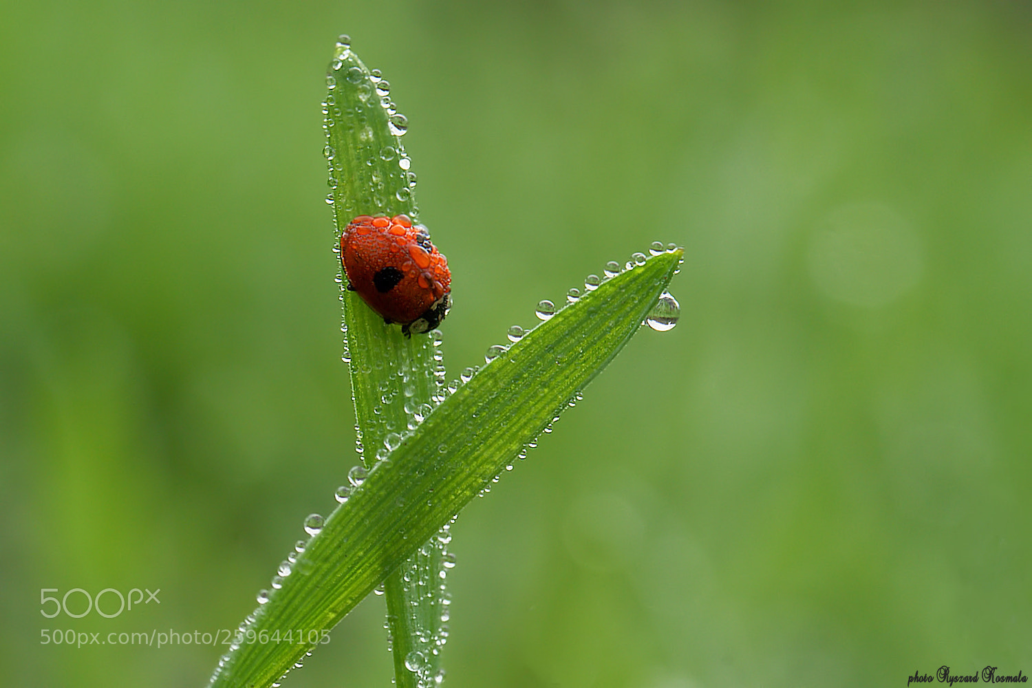 Sony Alpha DSLR-A300 sample photo. Lady x photography